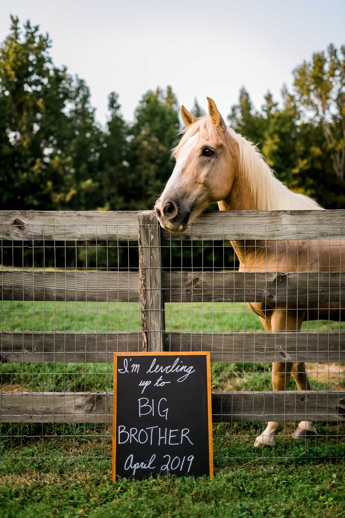 Horse standing with chalkboard sign | By G. Lin Photography | Durham Maternity Photographer