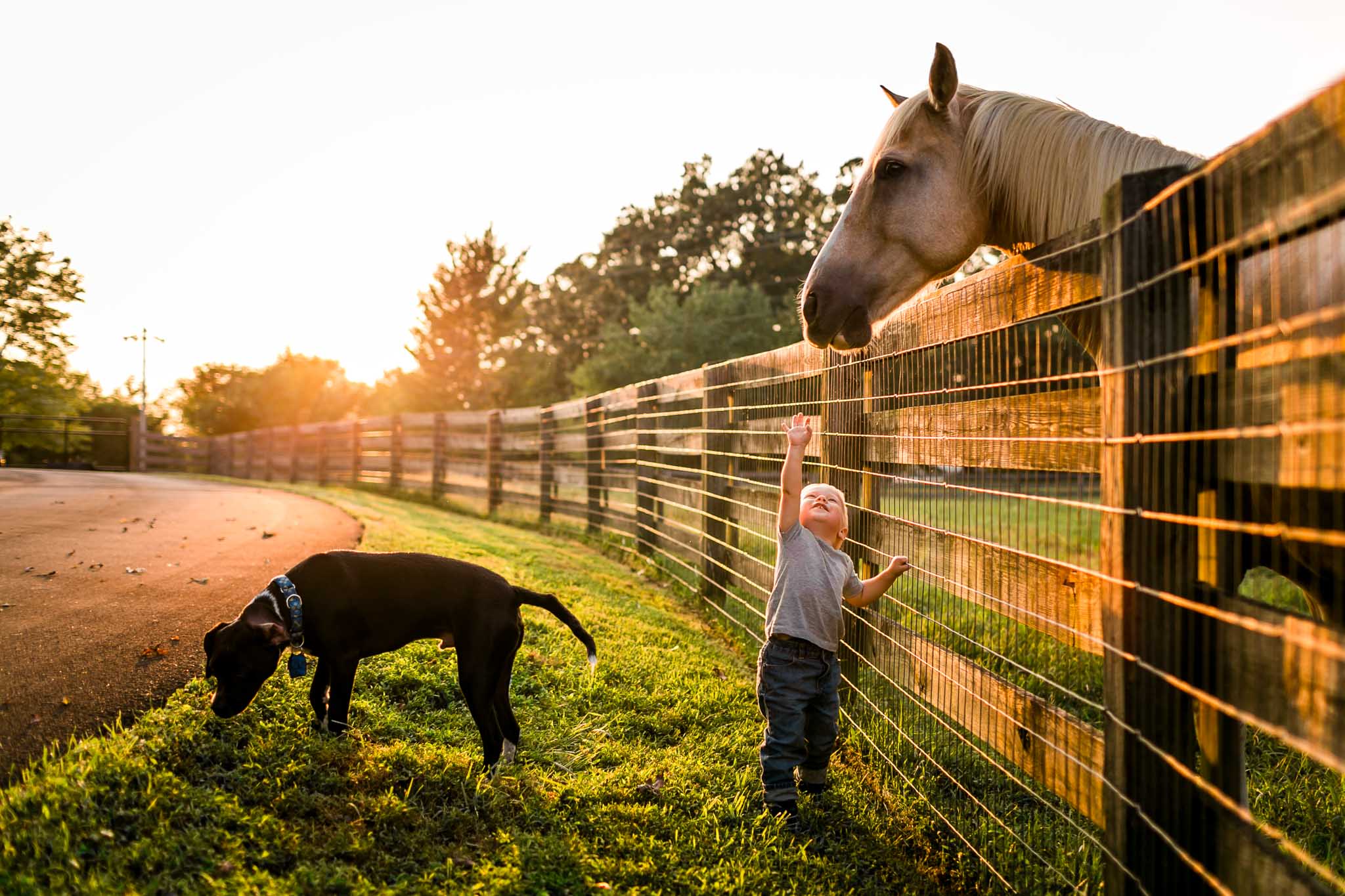 Little boy reaching up to horse | By G. Lin Photography | Durham Family Photographer