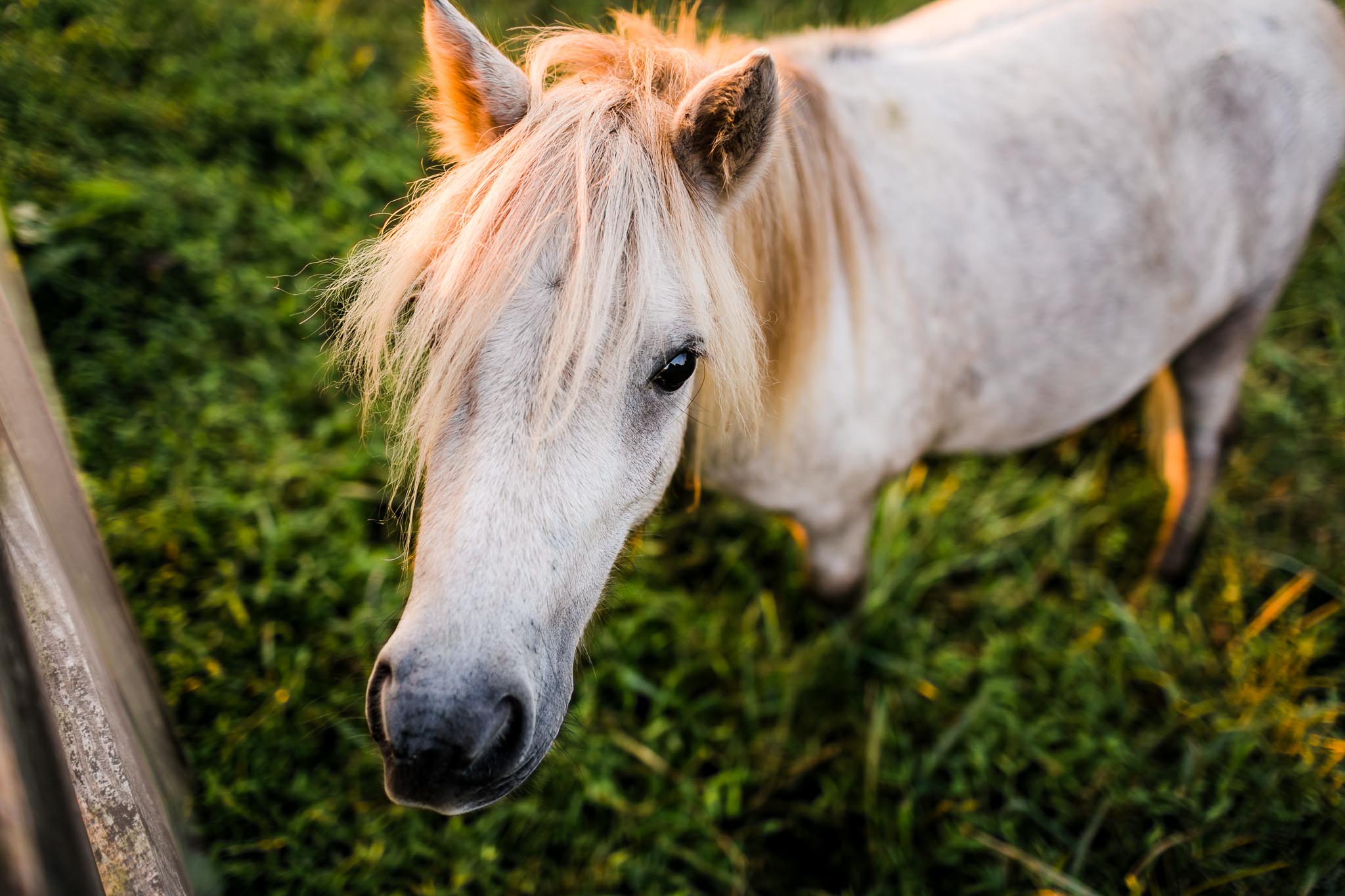 Portrait of miniature horse | By G. Lin Photography | Rougemont Family Photographer