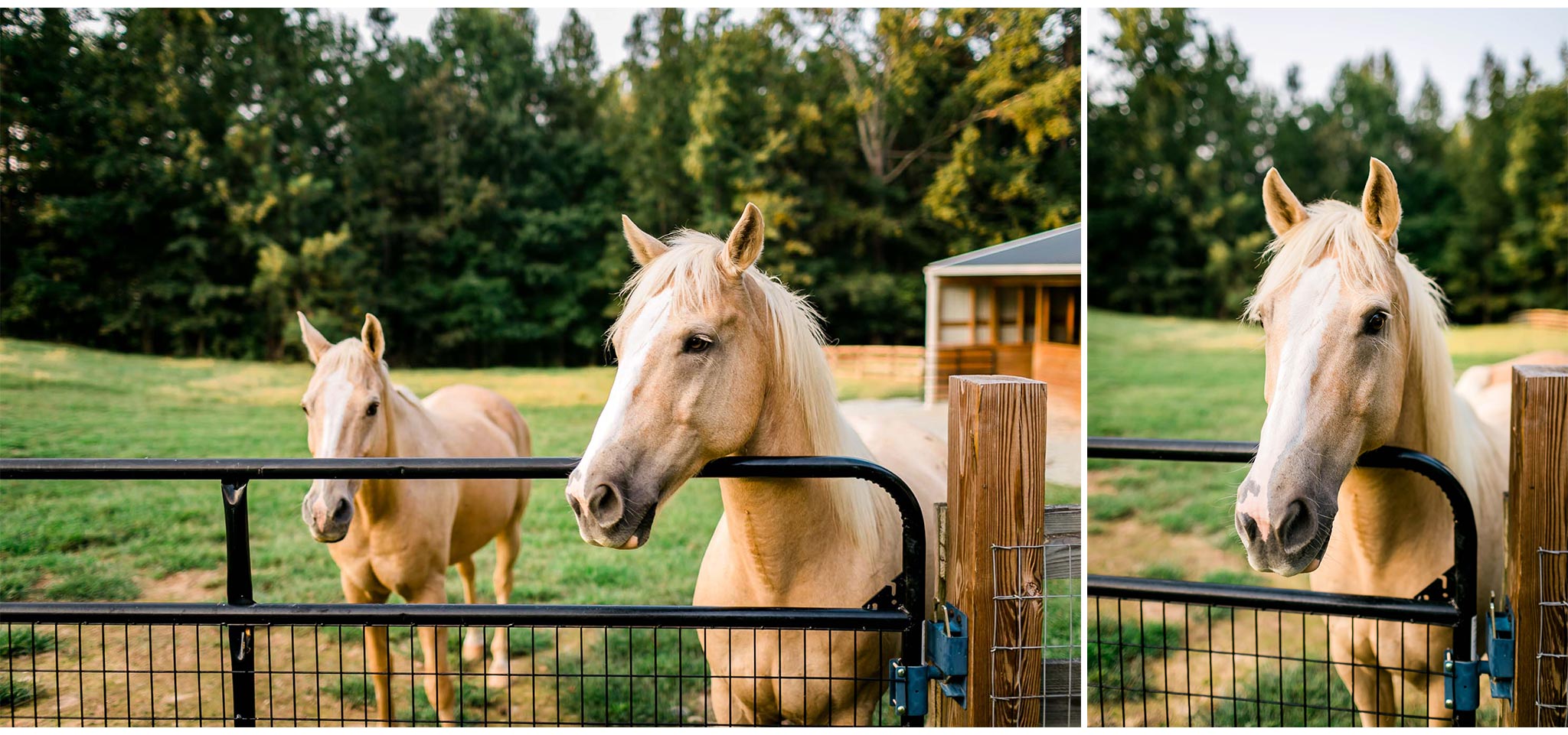 Horses standing in open field | By G. Lin Photography | Durham Photographer