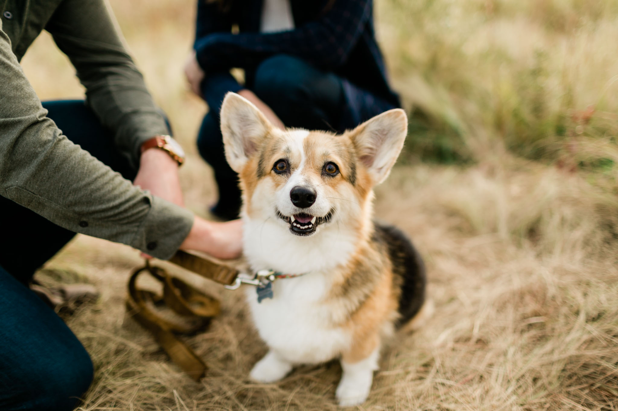 Cute corgi portrait in Raleigh | Raleigh Dog Photographer | By G. Lin Photography