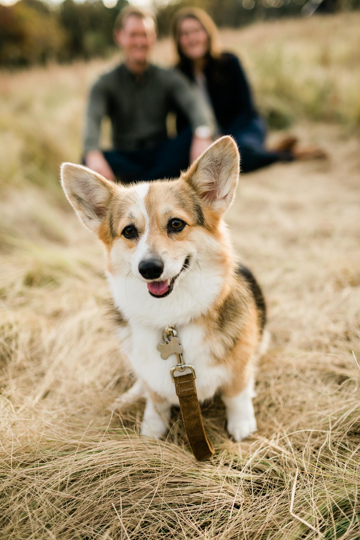 Portrait of corgi dog in Raleigh | Raleigh Dog Photographer | By G. Lin Photography