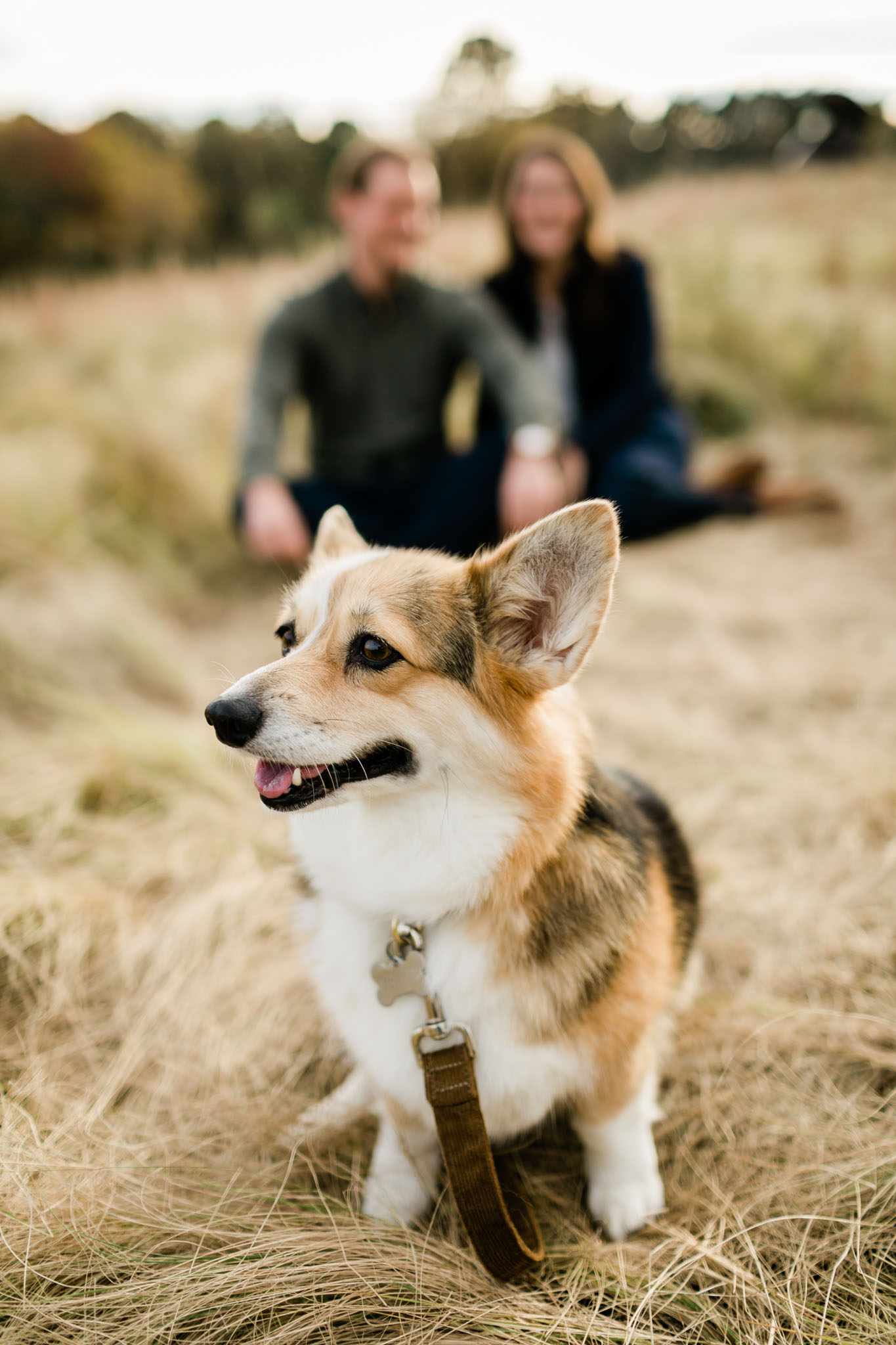 Cute dog photo at NCMA | Raleigh Pet Photographer | By G. Lin Photography