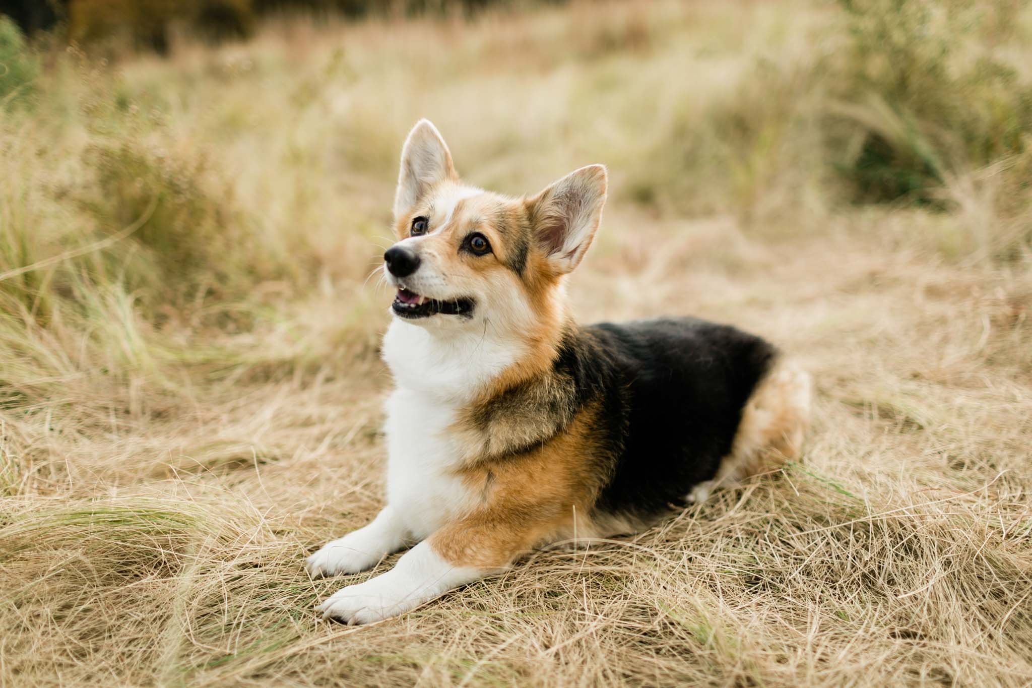 Portrait of corgi sitting down | Raleigh Dog Photographer | By G. Lin Photography