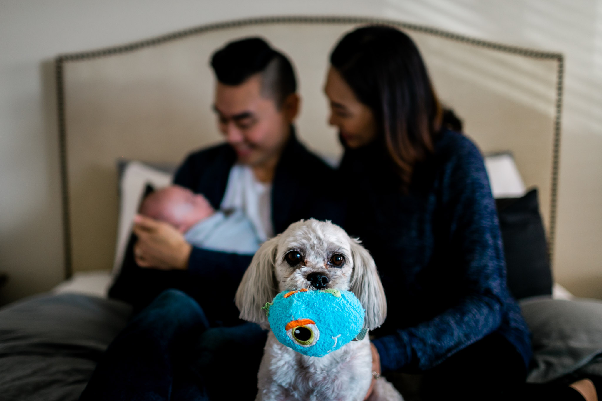 Dog sitting on bed | Lifestyle Family Photography in Durham NC | By G. Lin Photography