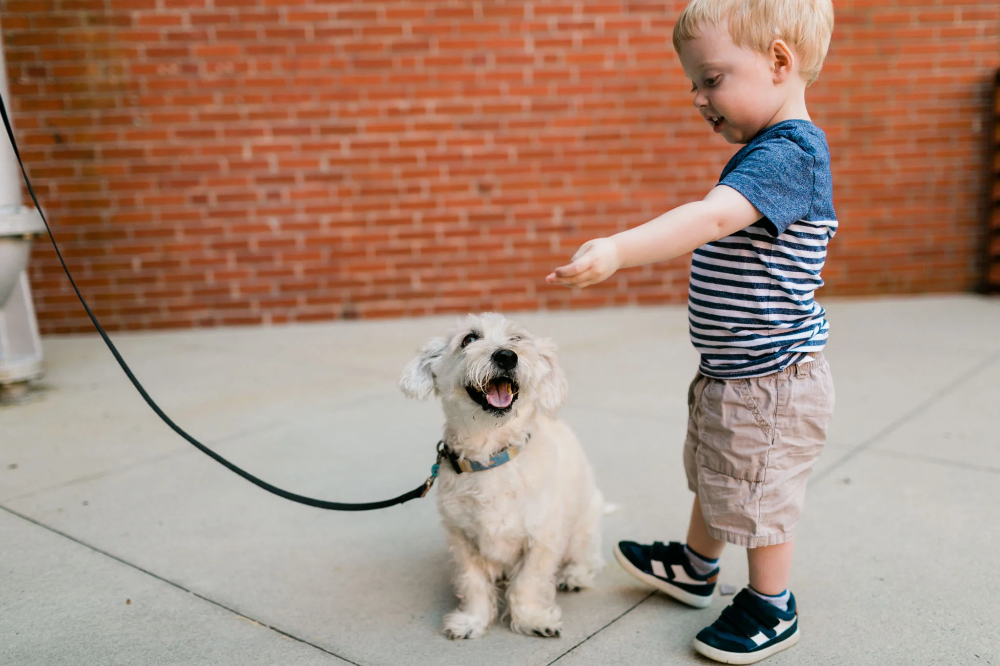 Young boy feeding dog | Durham Photographer | By G. Lin Photography
