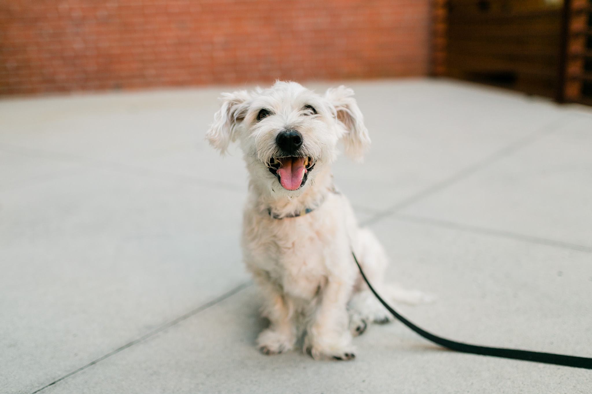 Dog with tongue stuck out | Durham Photographer | By G. Lin Photography 