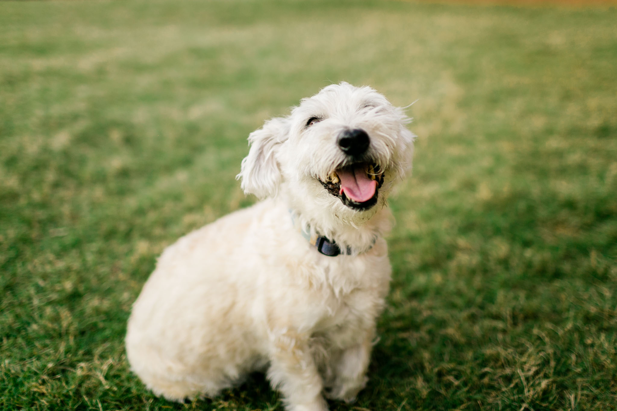 Dog sitting on grass | Durham Pet Photographer | American Tobacco | By G. Lin Photography