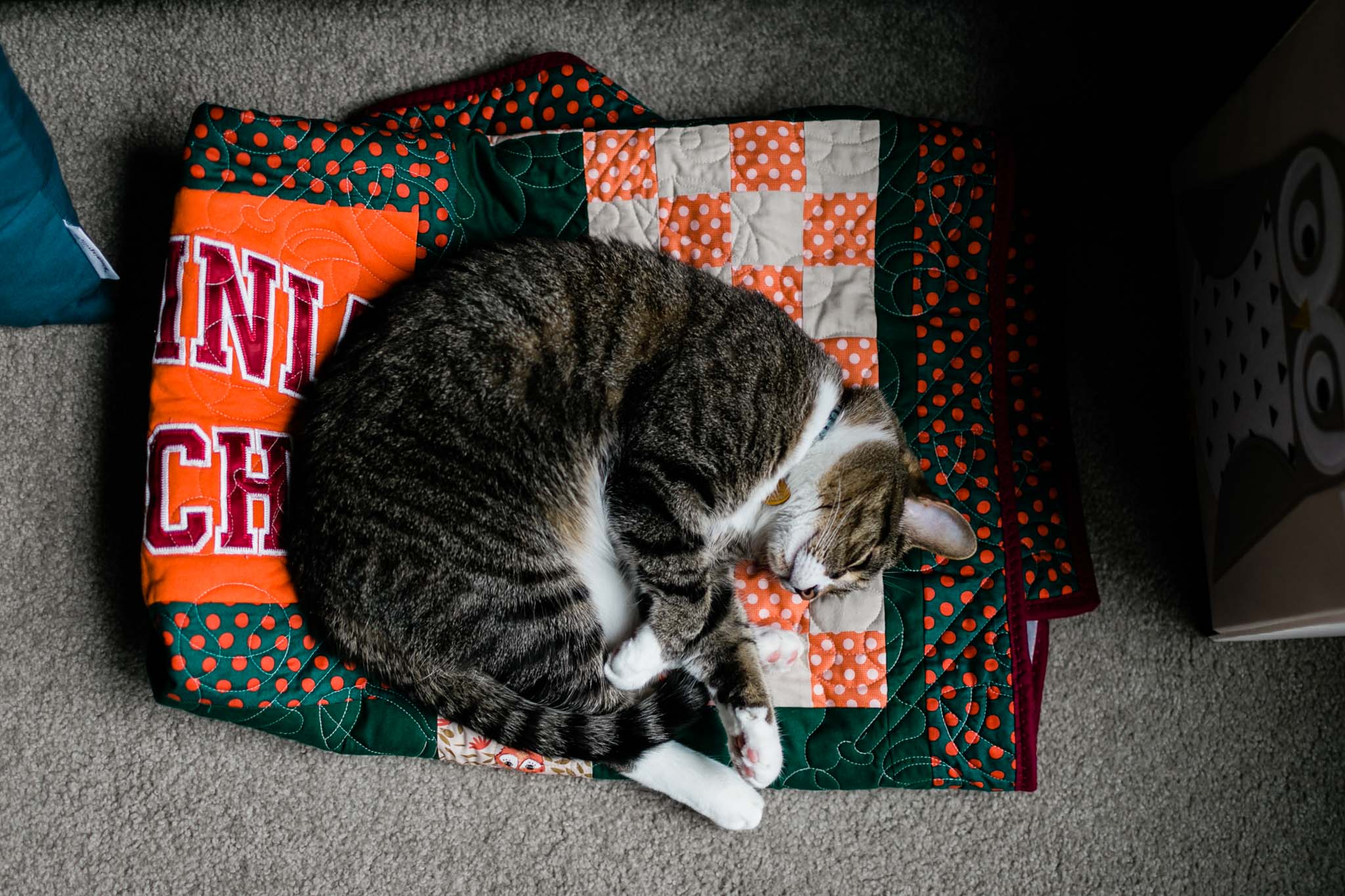 Durham Newborn Photographer | By G. Lin Photography | Cat sleeping on quilt