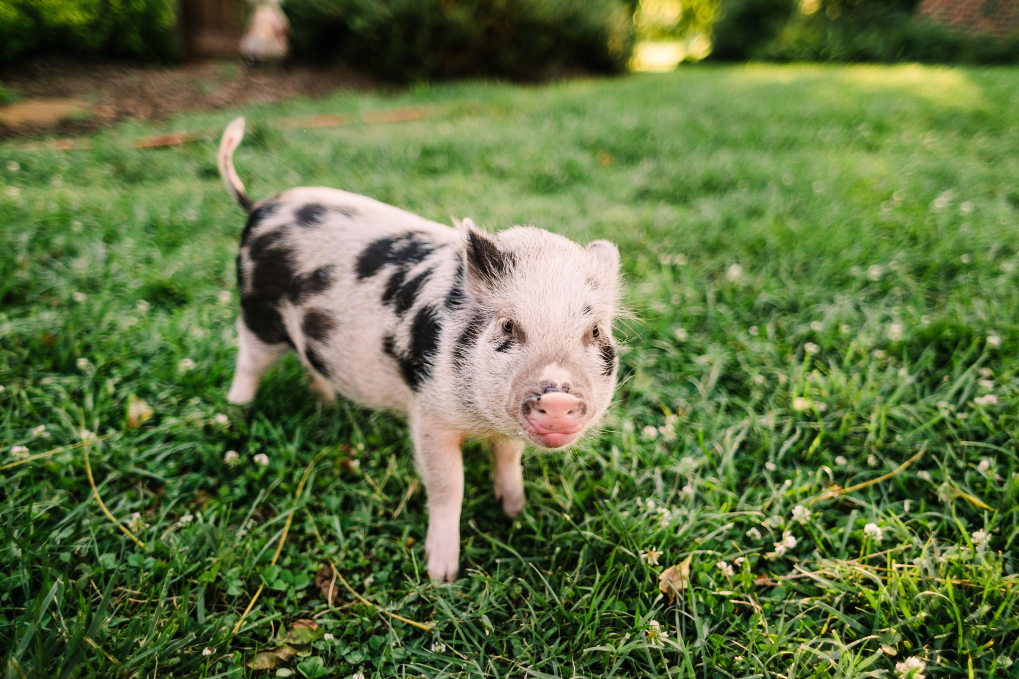 Durham Family Photographer | By G. Lin Photography | Portrait of miniature pig looking at camera