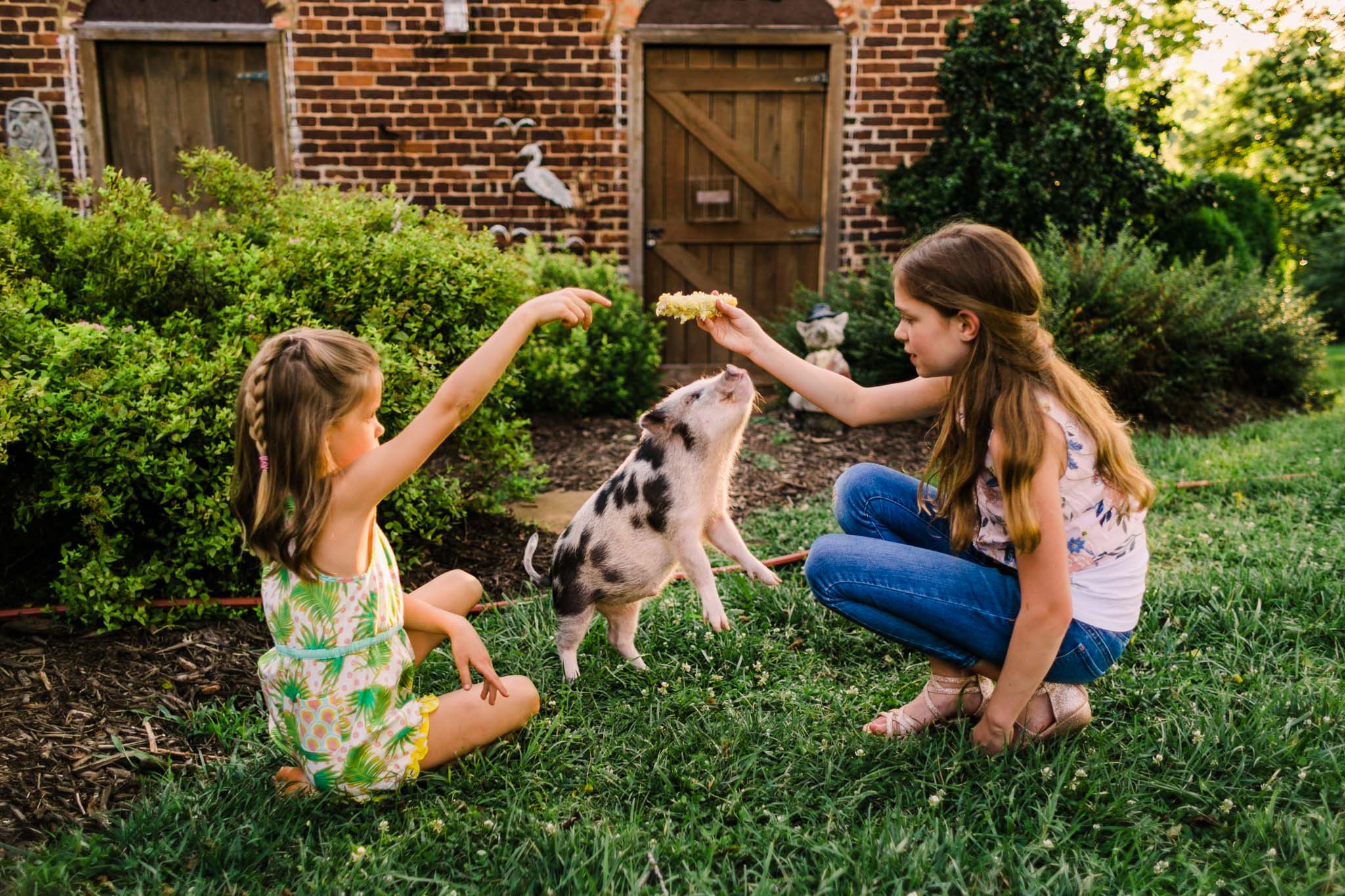 Durham Family Photographer | By G. Lin Photography | Miniature pig jumping