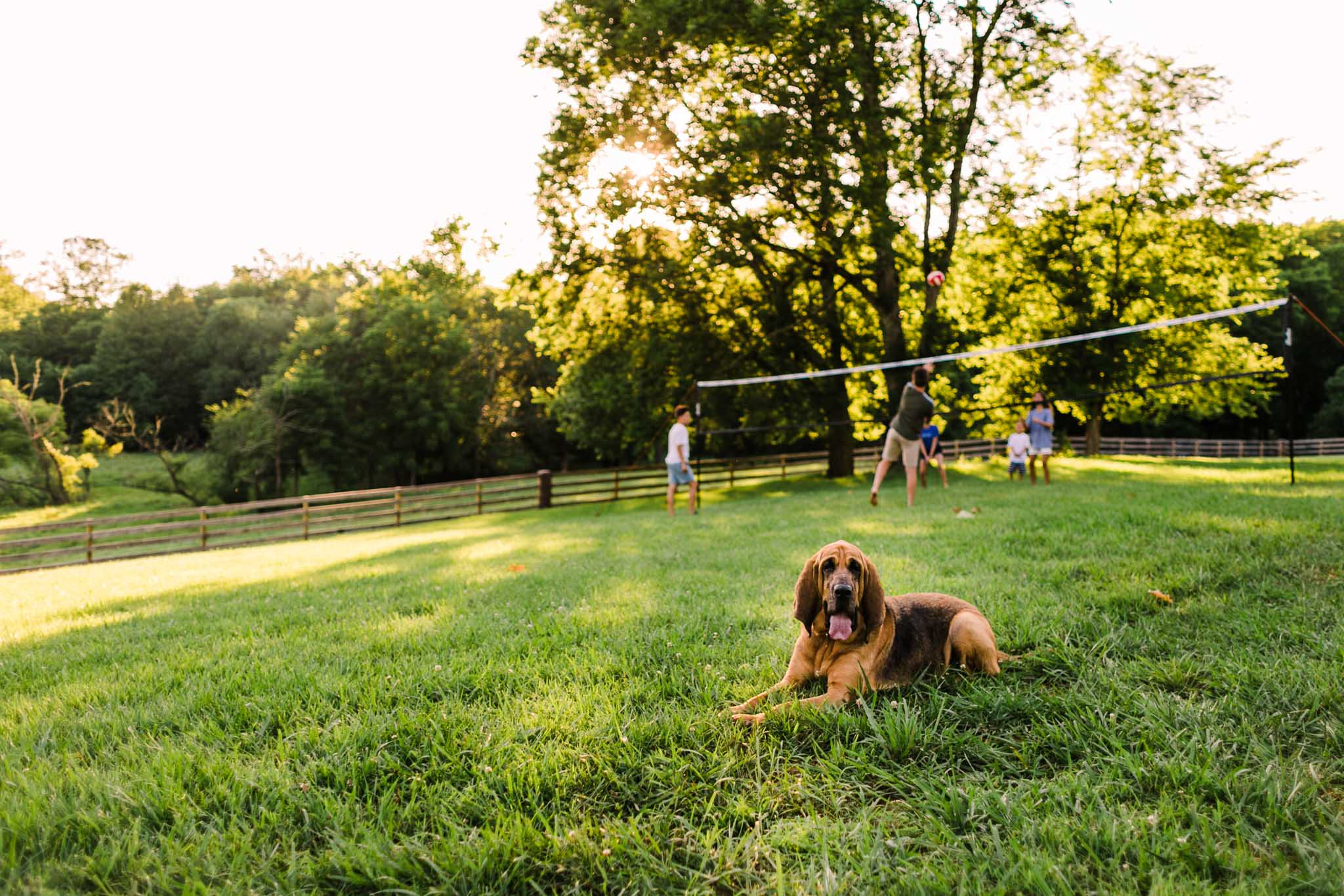 Durham Family Photographer | By G. Lin Photography | Bloodhound sitting on grass