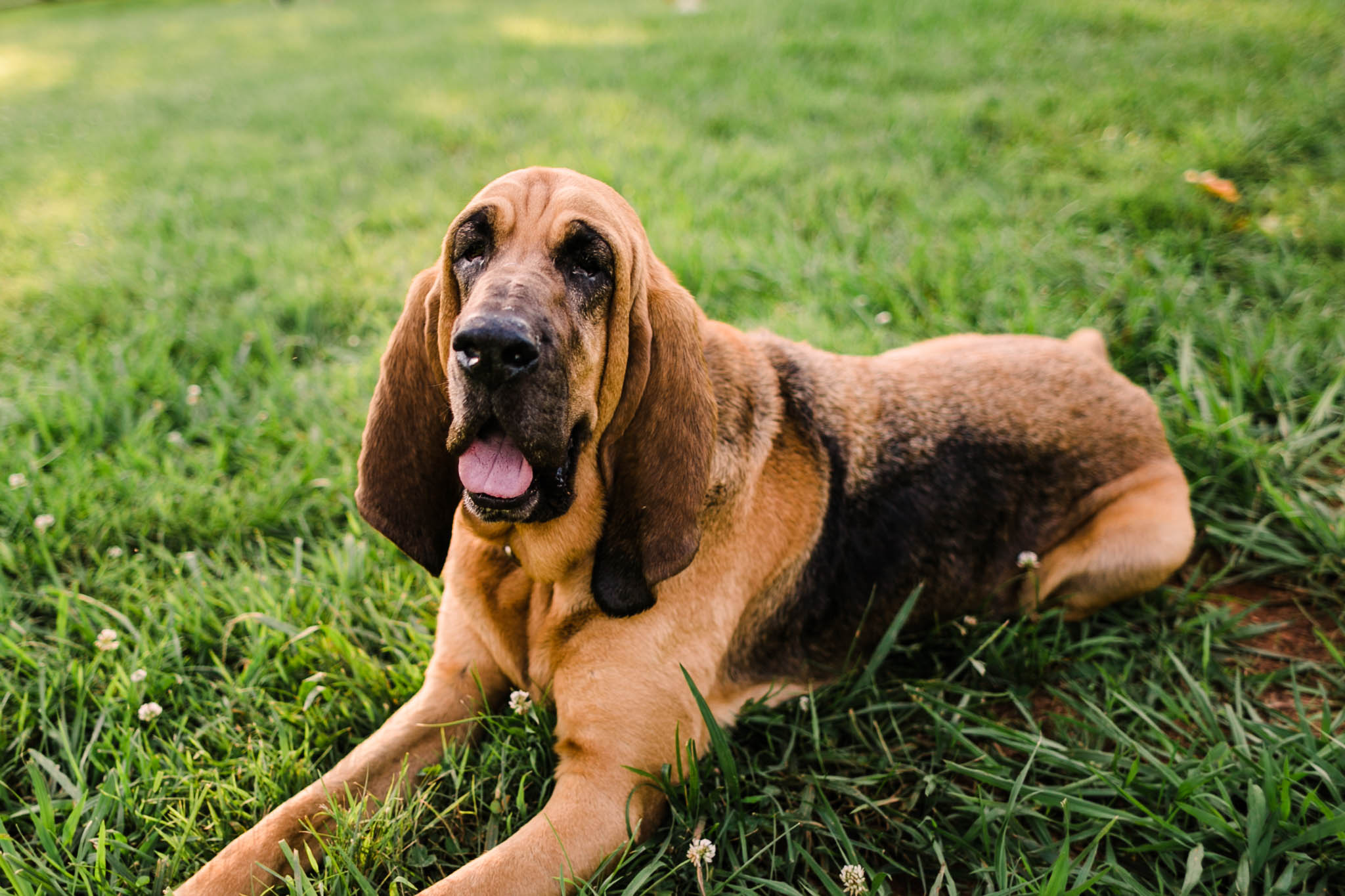 Durham Family Photographer | By G. Lin Photography | Portrait of bloodhound looking at camera
