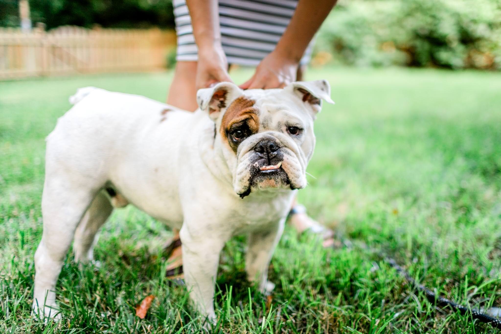 Durham Maternity Photographer | By G. Lin Photography | Bulldog standing outside on grass