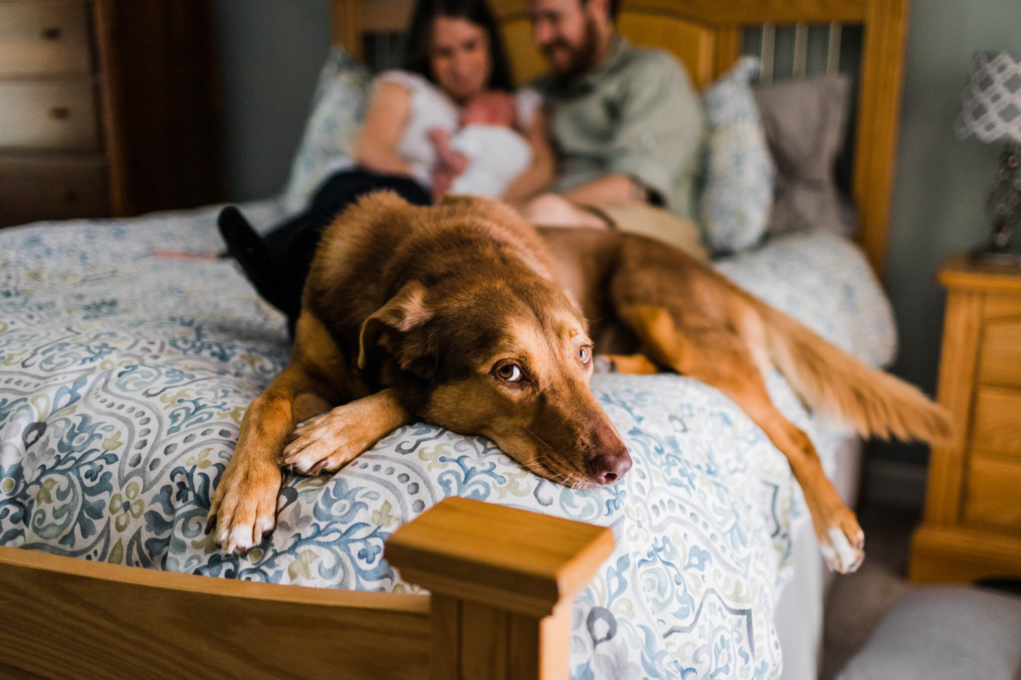 Raleigh Newborn Photographer | By G. Lin Photography | Dog laying on bed