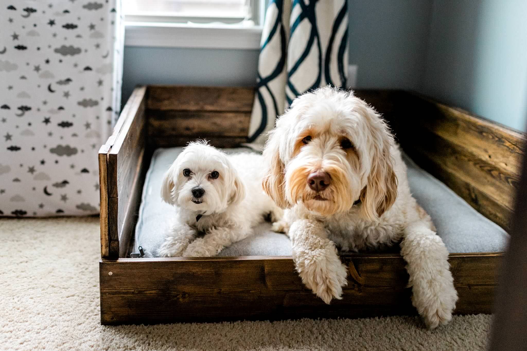 Durham Newborn Photographer | By G. Lin Photography | Two dogs sitting in bed crate by window