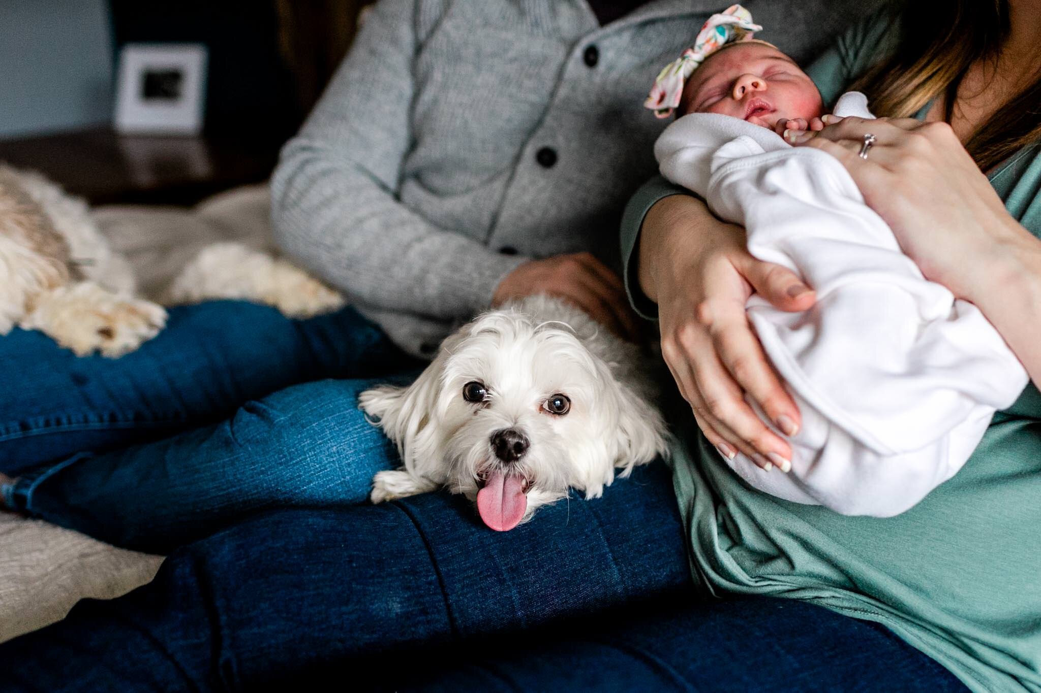 Durham Newborn Photographer | By G. Lin Photography | White dog with tongue sticking out