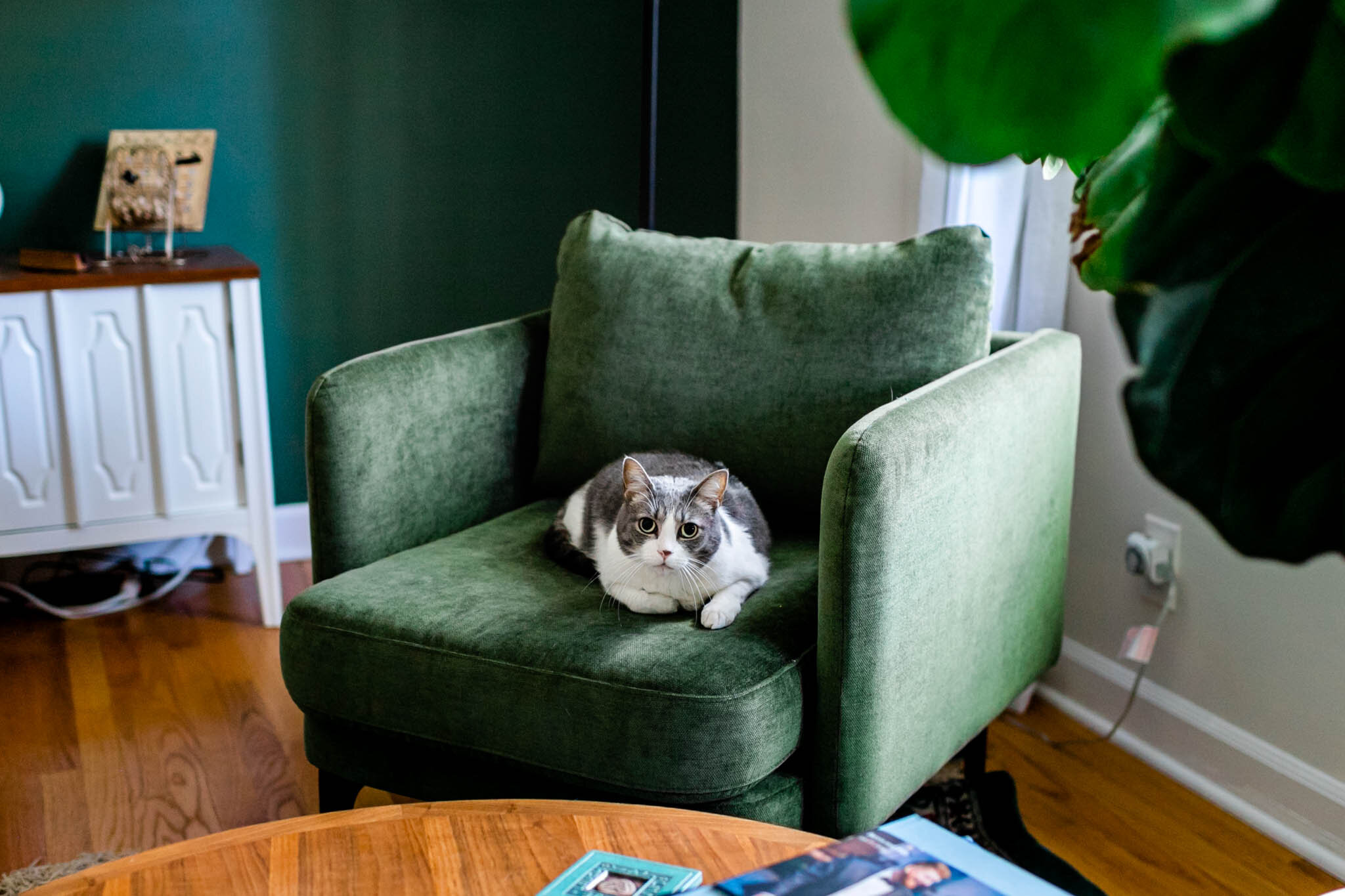 Durham Newborn Photographer | By G. Lin Photography | Cat sitting on couch