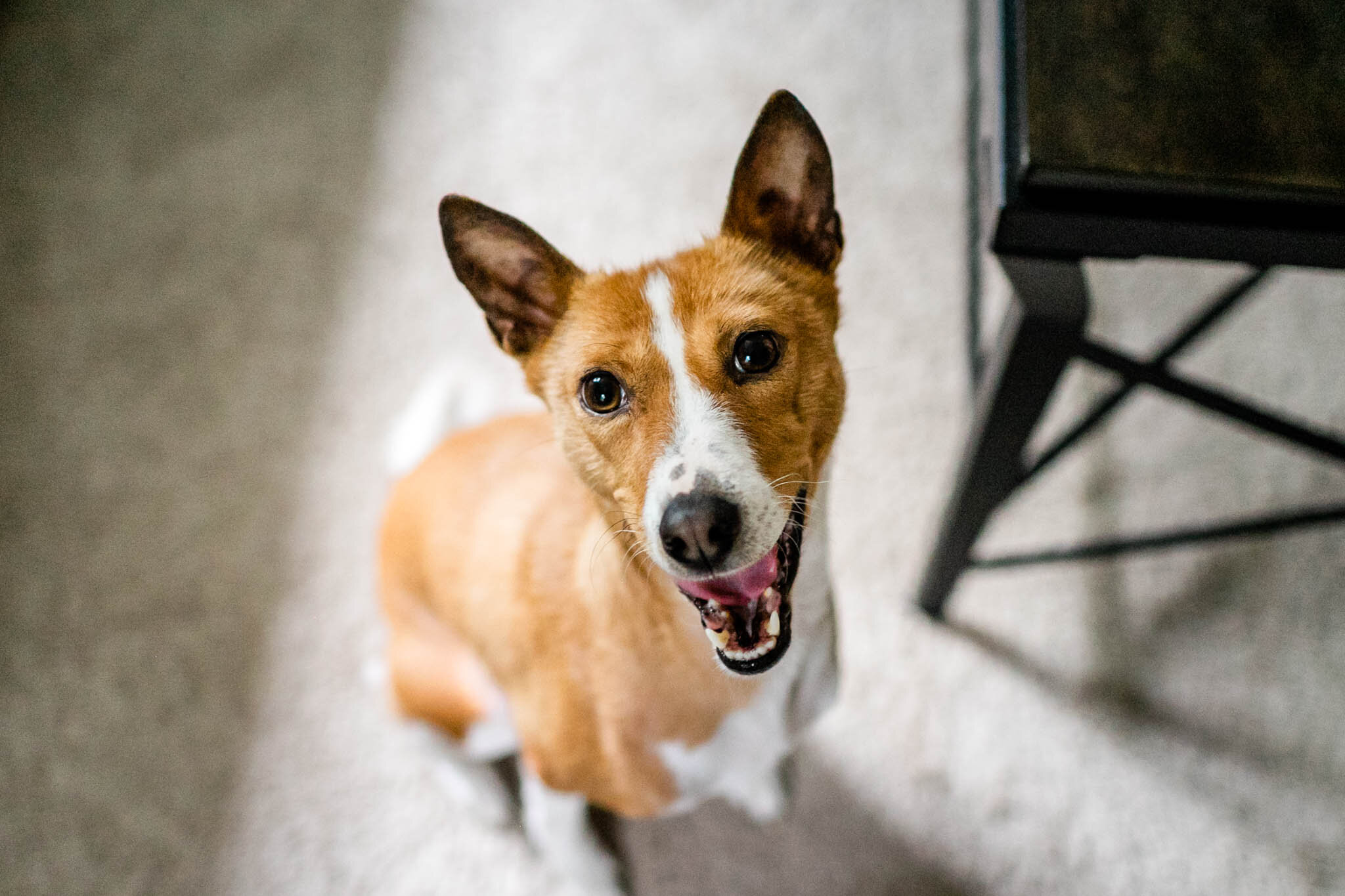 Portrait of basenji dog smiling at camera Holly Spring Newborn Photographer | By G. Lin Photography