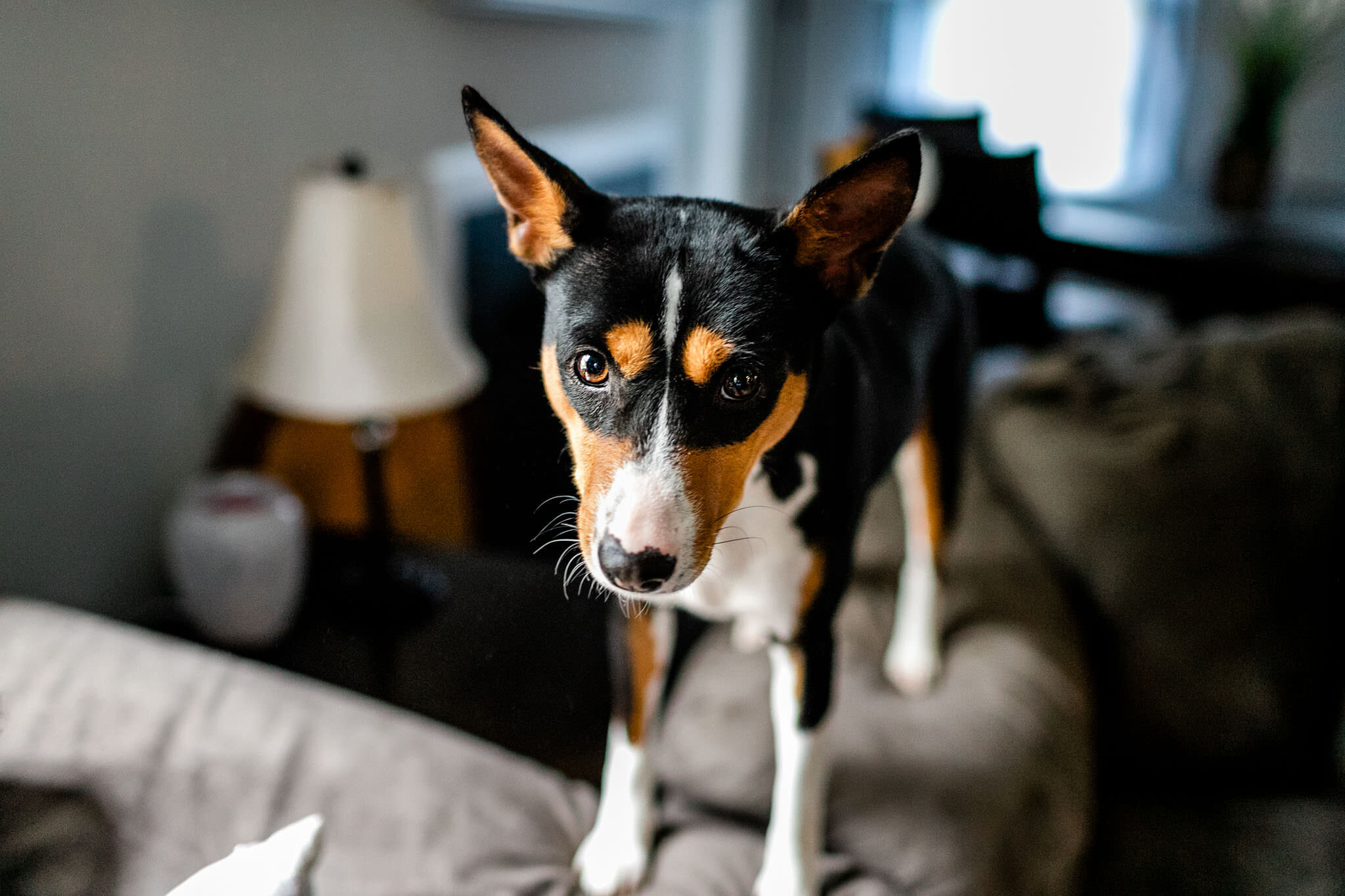 Close up of black and white basenji dog | Holly Spring Newborn Photographer | By G. Lin Photography