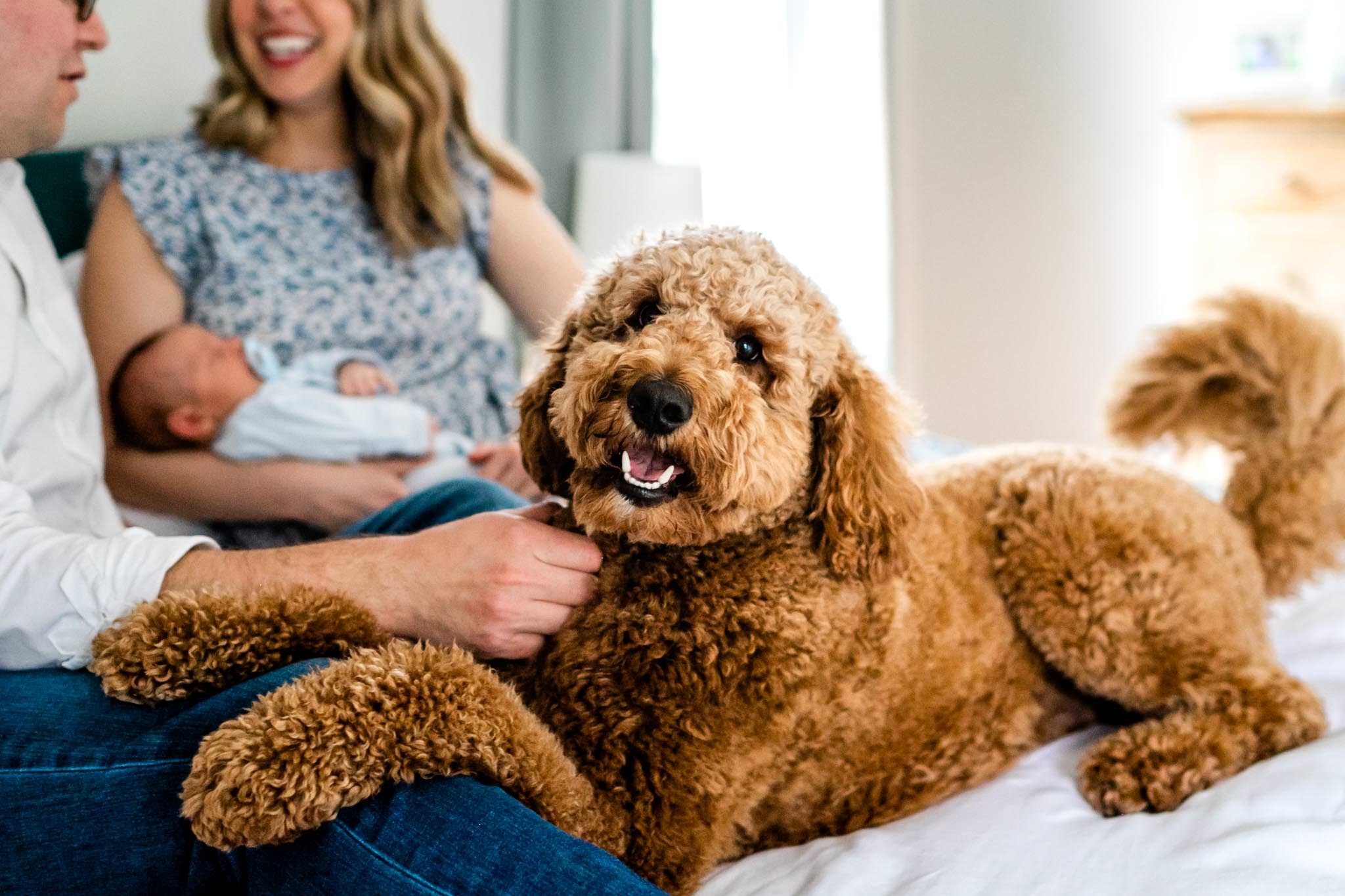 Goldendoodle sitting on bed | Greensboro Newborn Photographer | By G. Lin Photography
