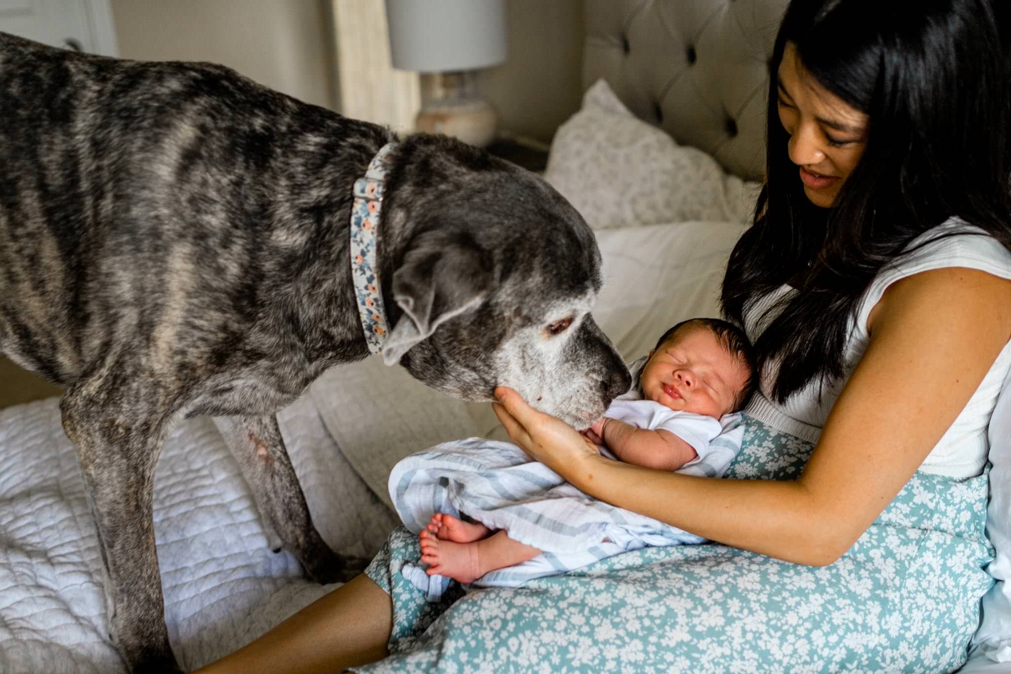 Dog licking baby | Durham Newborn Photographer | By G. Lin Photography