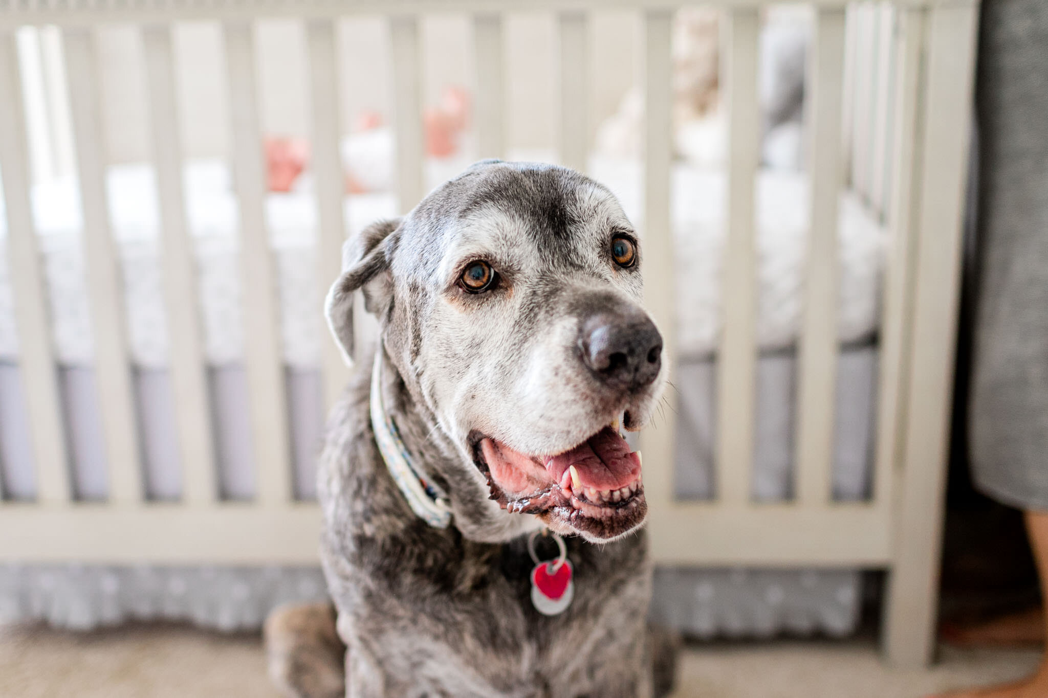 Dog sitting in front of baby crib | Durham Newborn Photographer | By G. Lin Photography