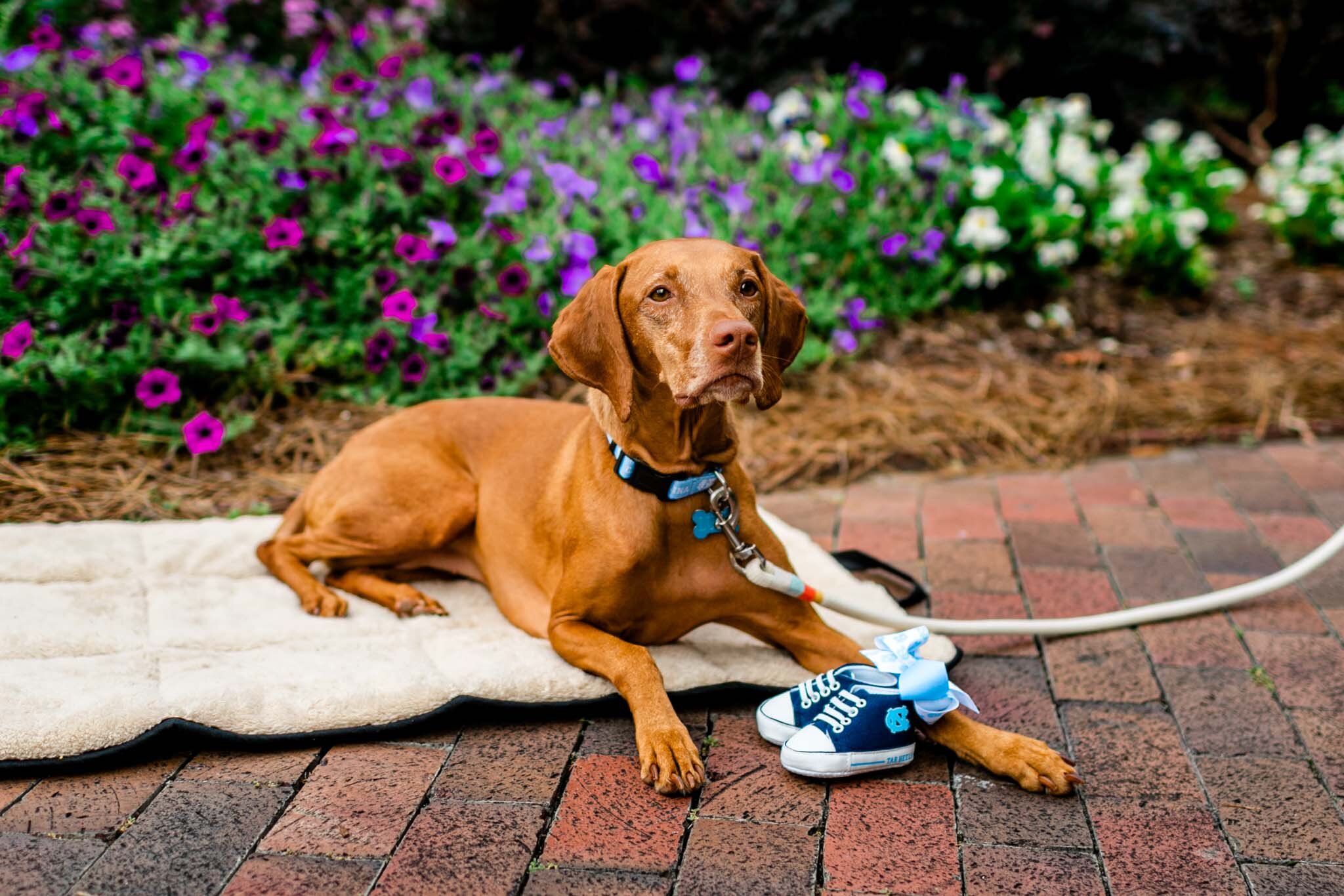 UNC Chapel Hill Maternity Photography | By G. Lin Photography | Dog sitting down with baby shoes