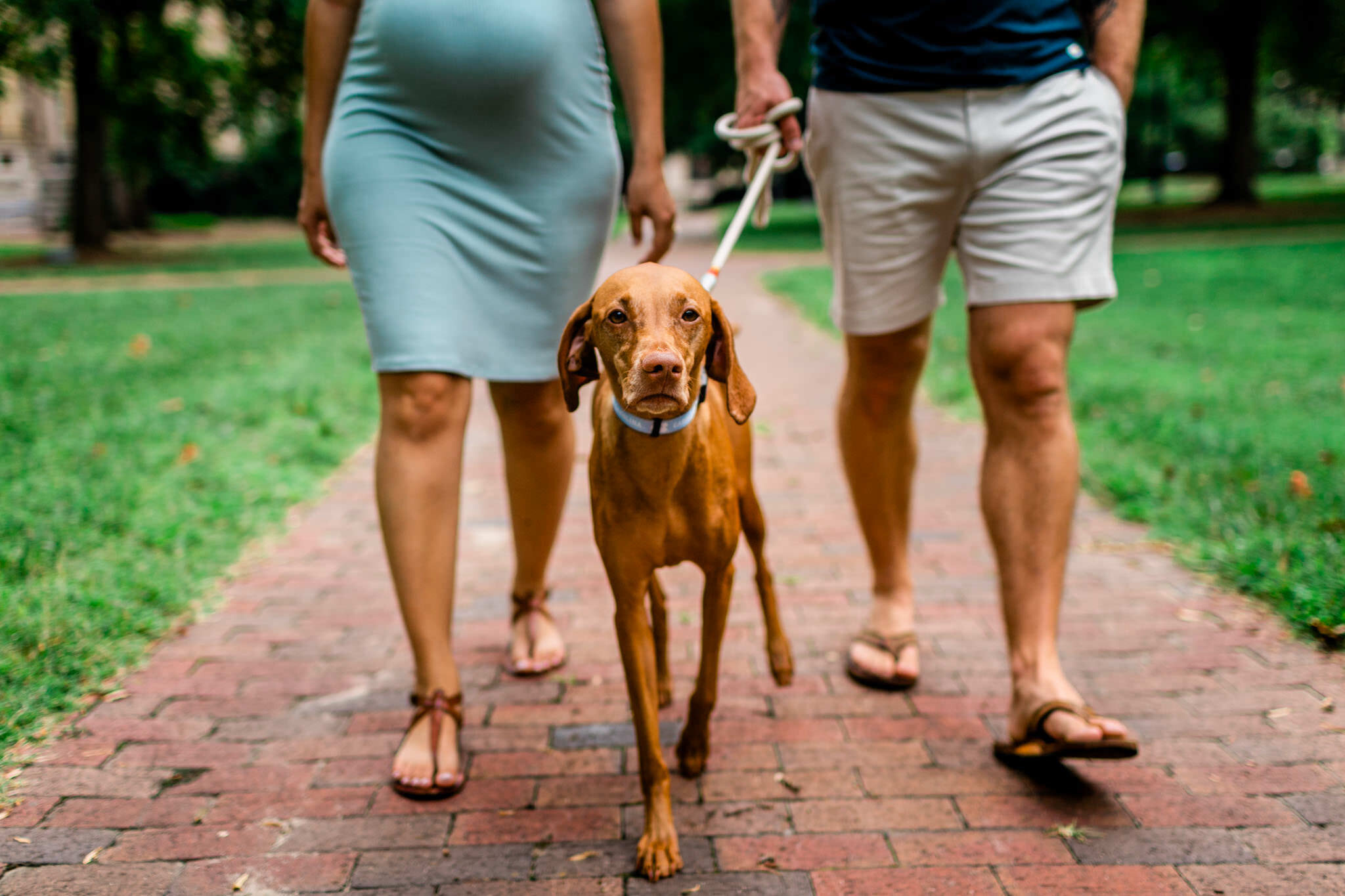 UNC Chapel Hill Maternity Photography | By G. Lin Photography | Dog walking on brick path