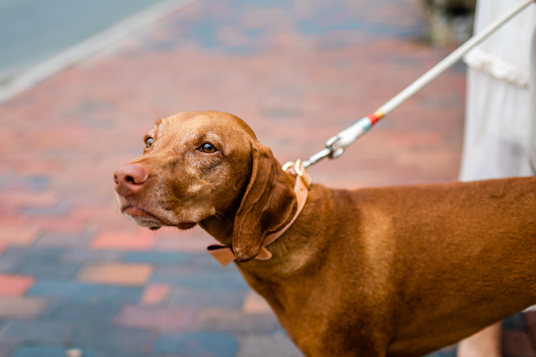 UNC Chapel Hill Maternity Photography | By G. Lin Photography | Beautiful dog portrait