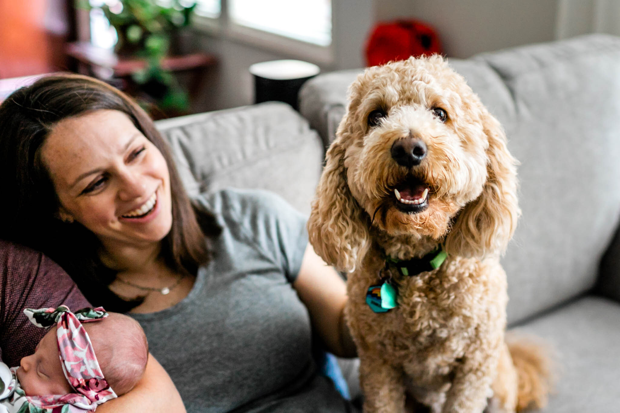 Hillsborough Newborn Photographer | By G. Lin Photography | Mini goldendoodle smiling at camera