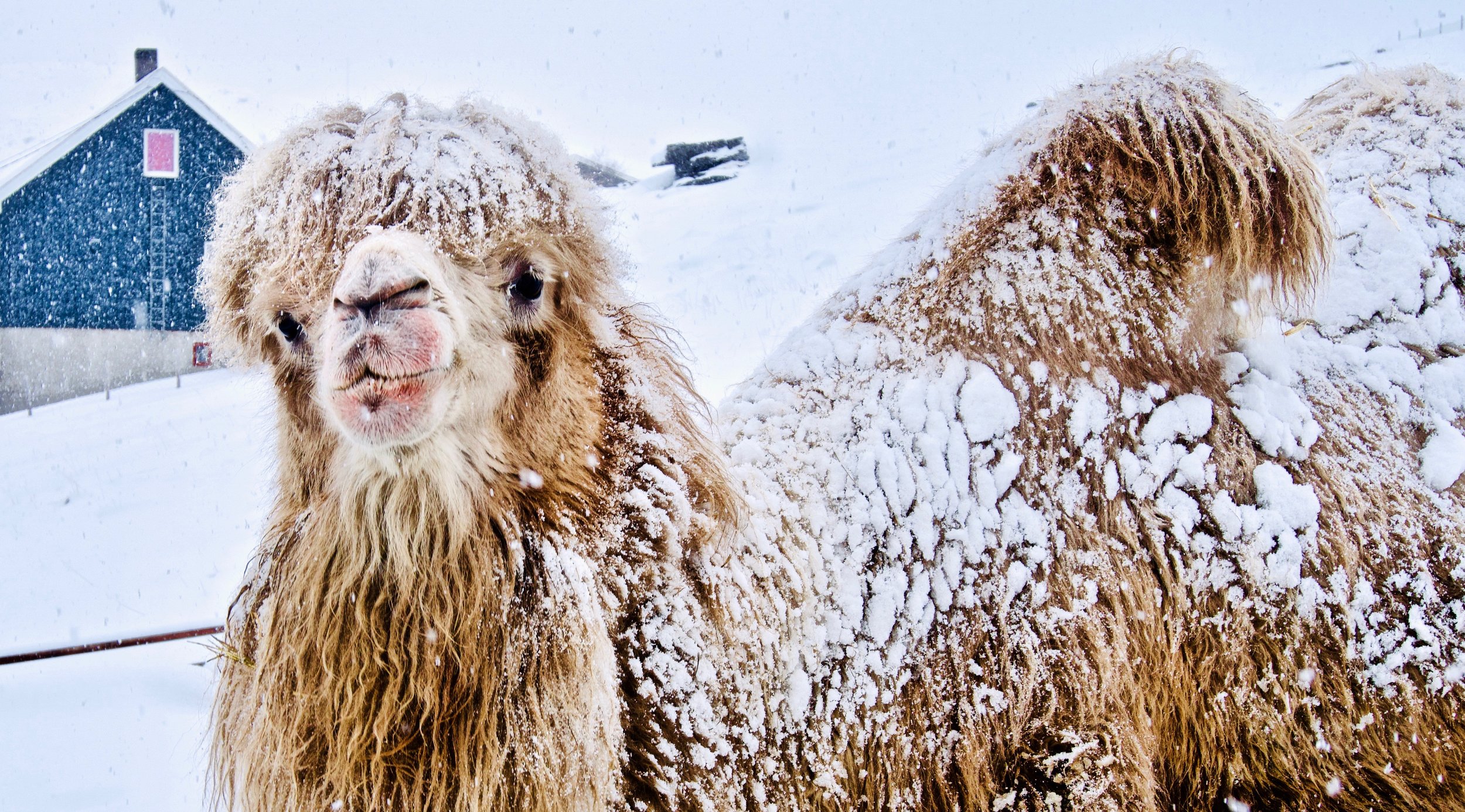 Snøkamelen_Foto KER.jpeg