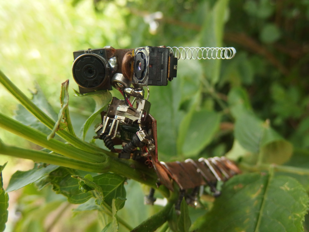 Piotr-Sitko,-Bug-copy.jpg