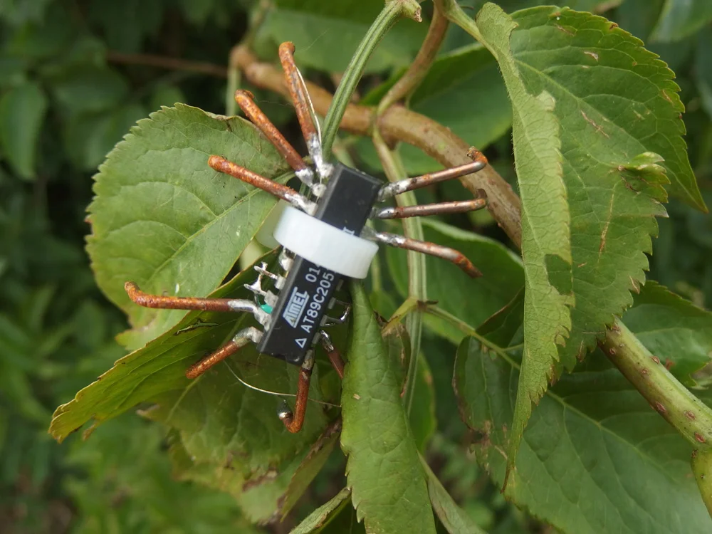Piotr-Sitko-Bug2-copy.jpg