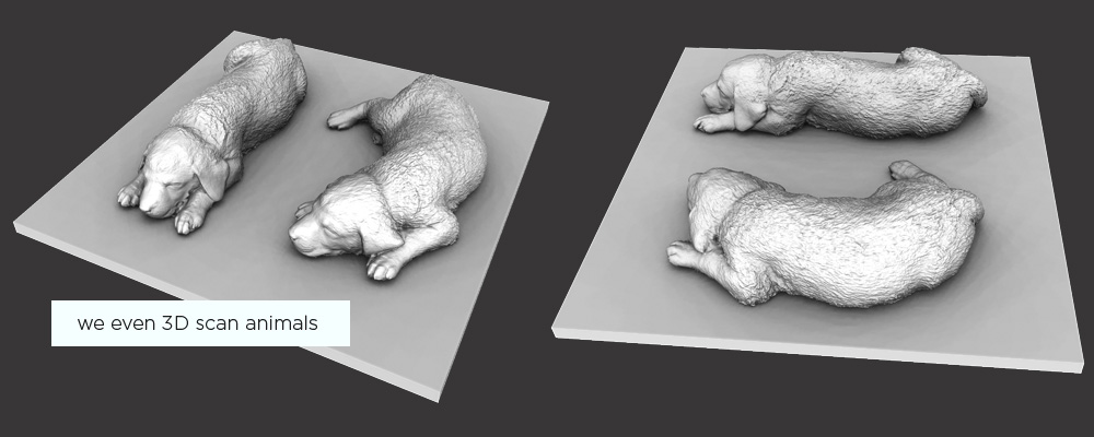 3D scanning animals