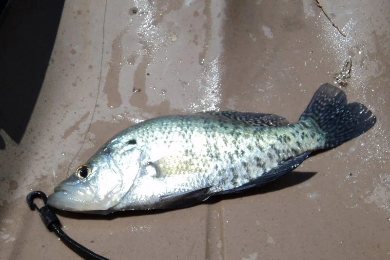 Crappie