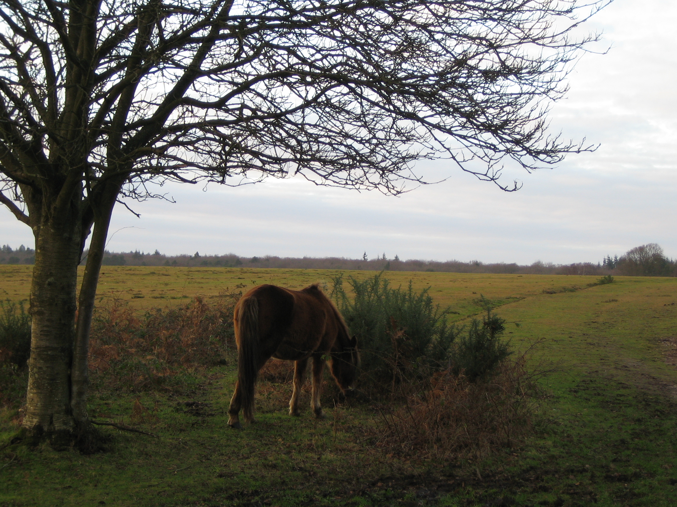 New Forest is famous for its ponies.