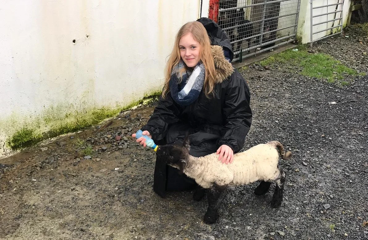 At the Killary Sheep Farm