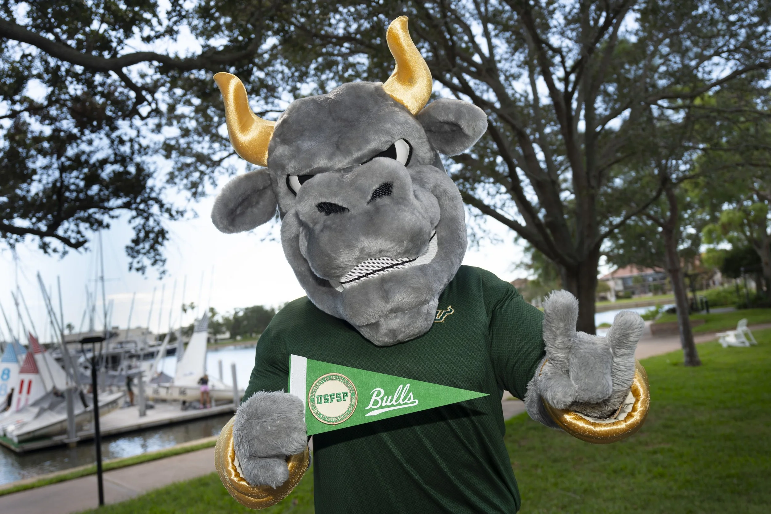 rocky_d_bull.jpeg