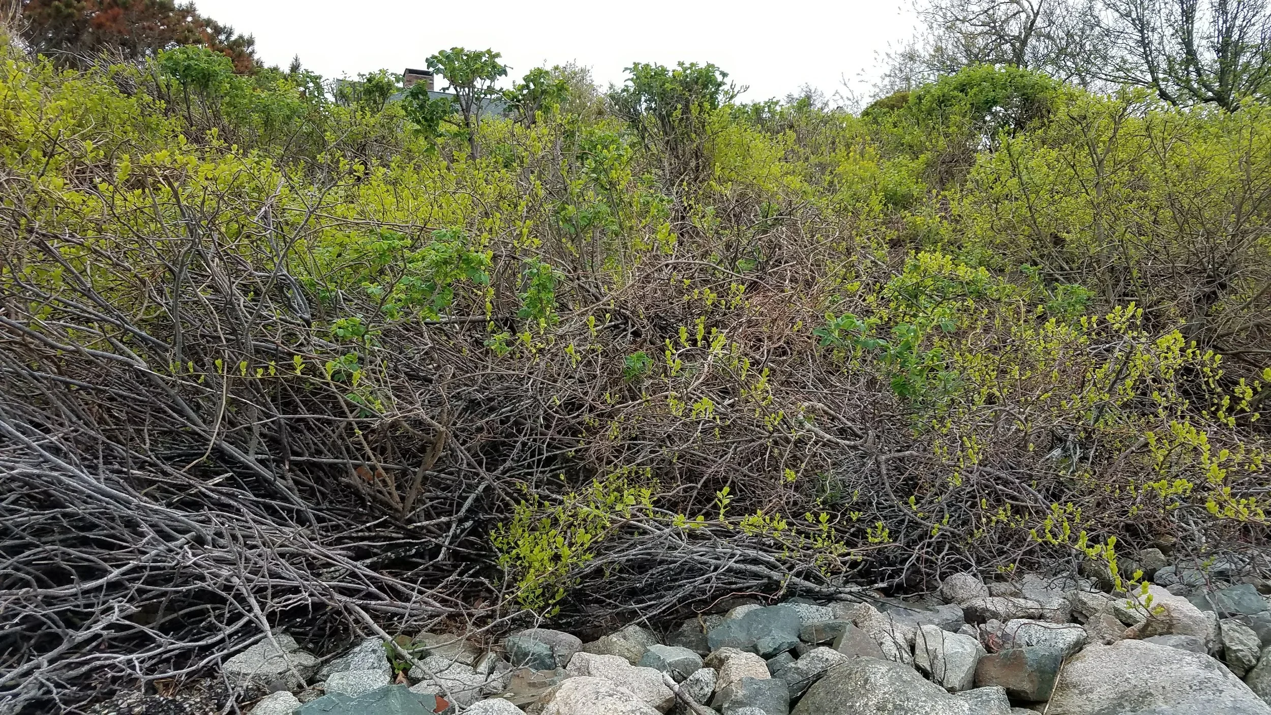 20180517_145553.jpg
