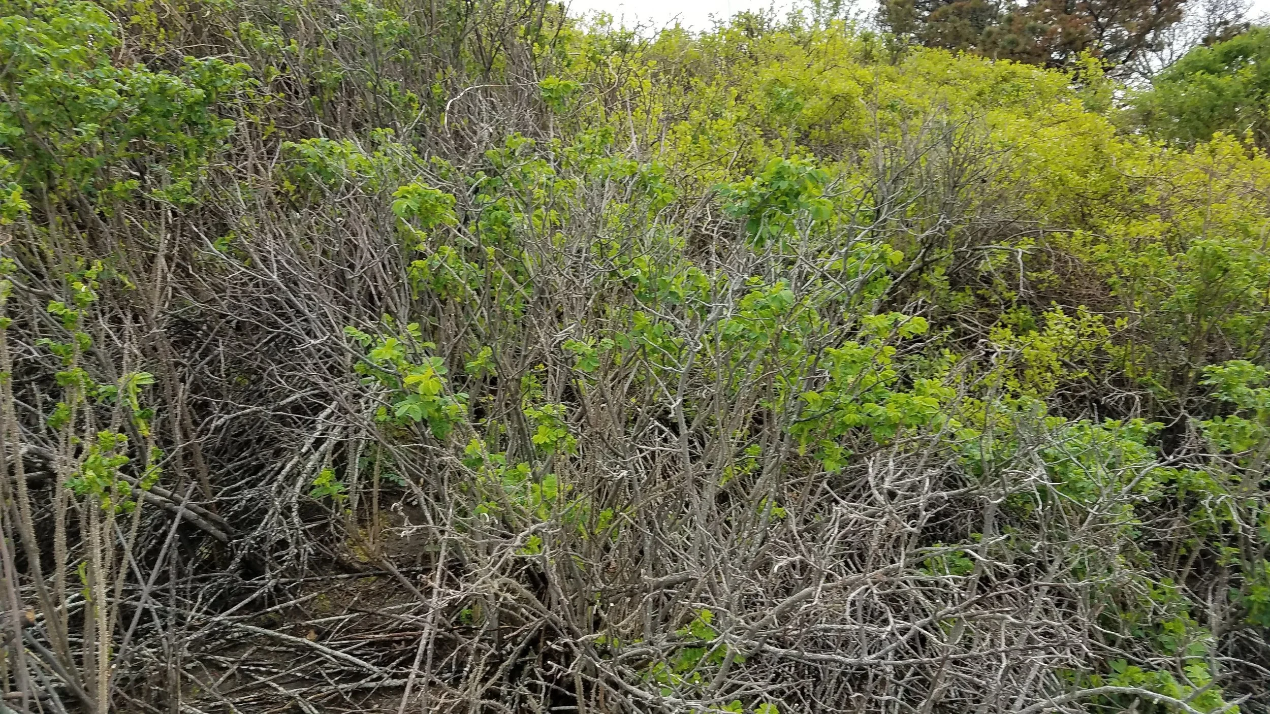 20180517_145630.jpg