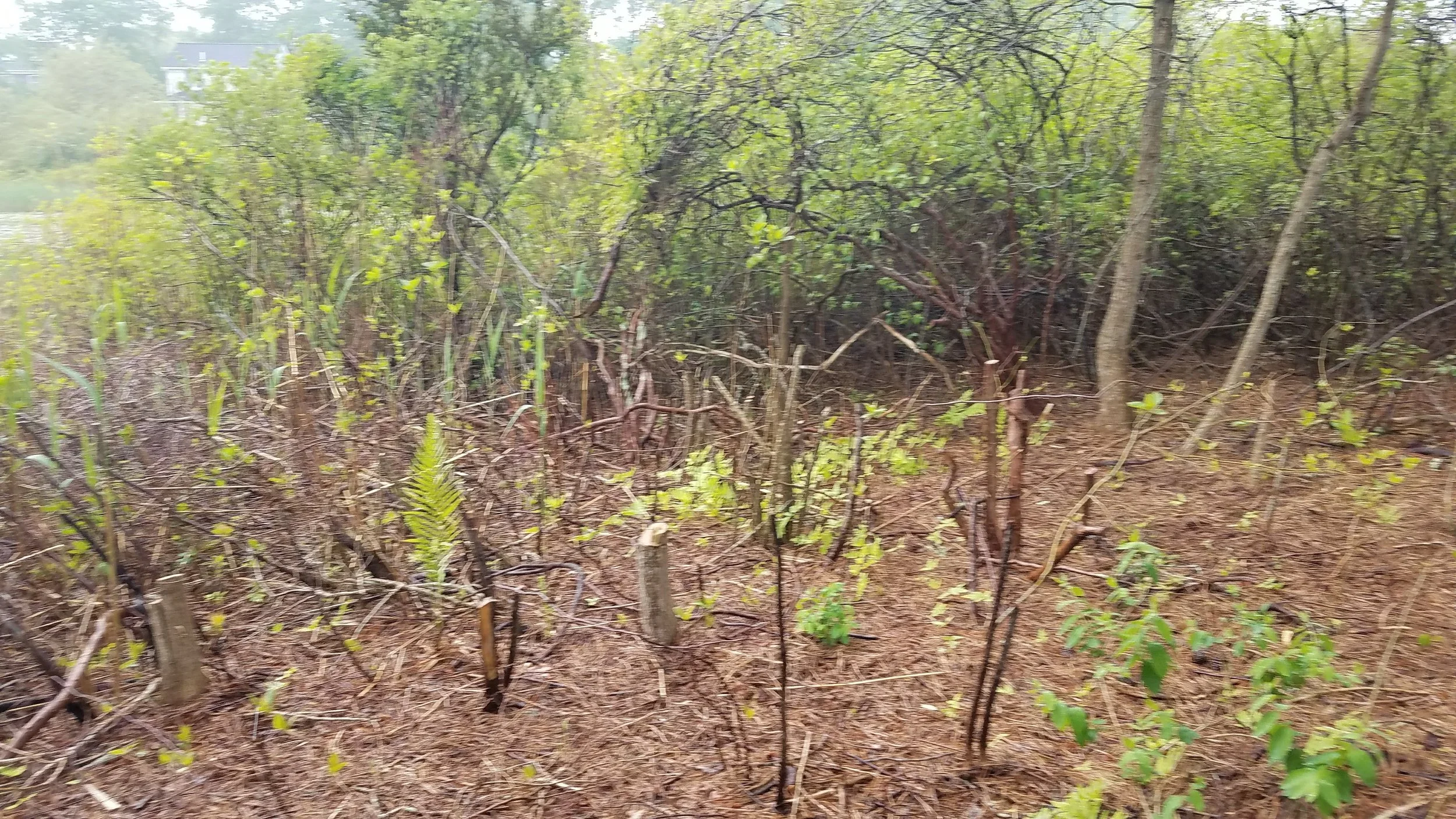 20180601_125101.jpg