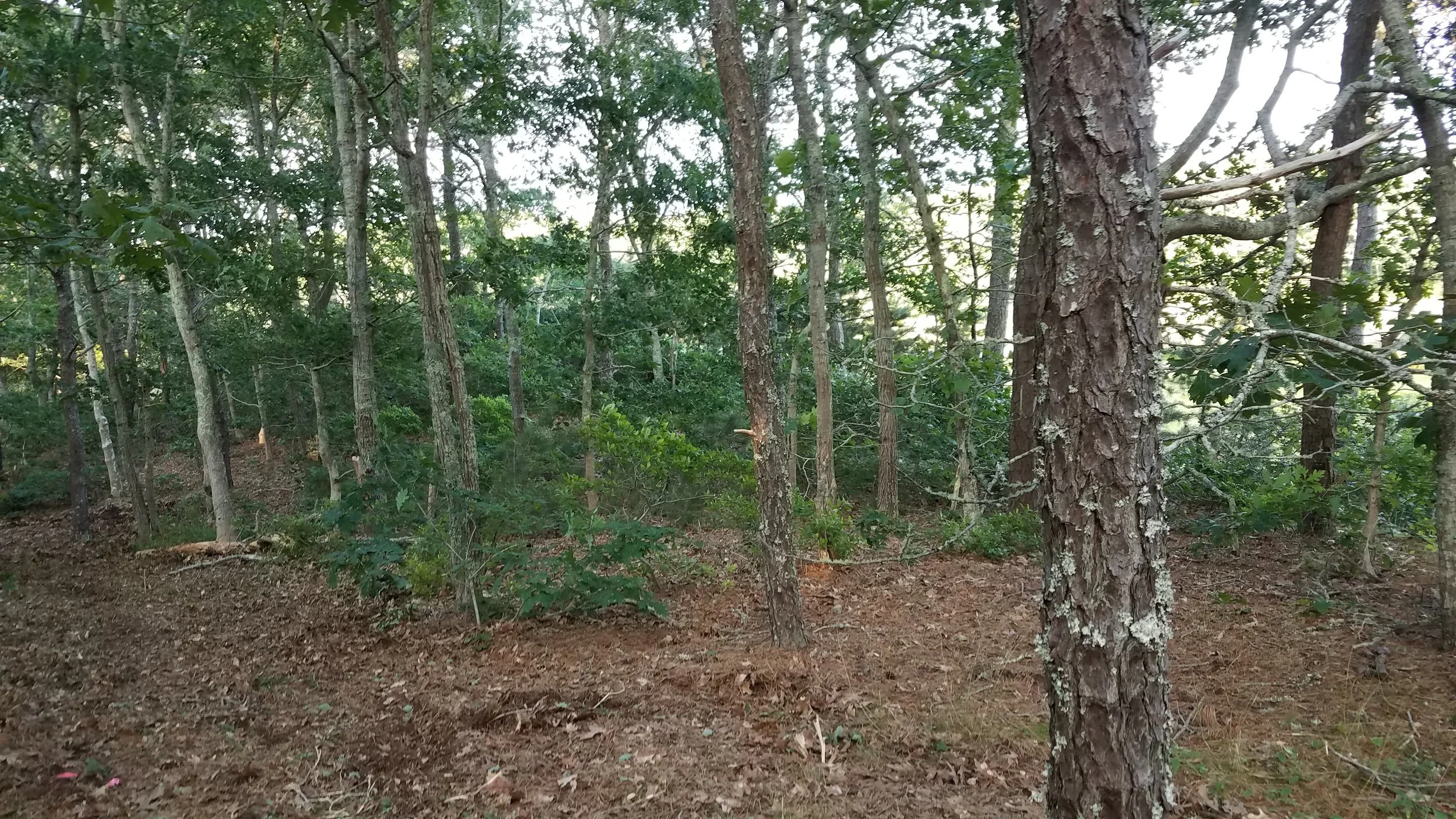 20180711_185318.jpg