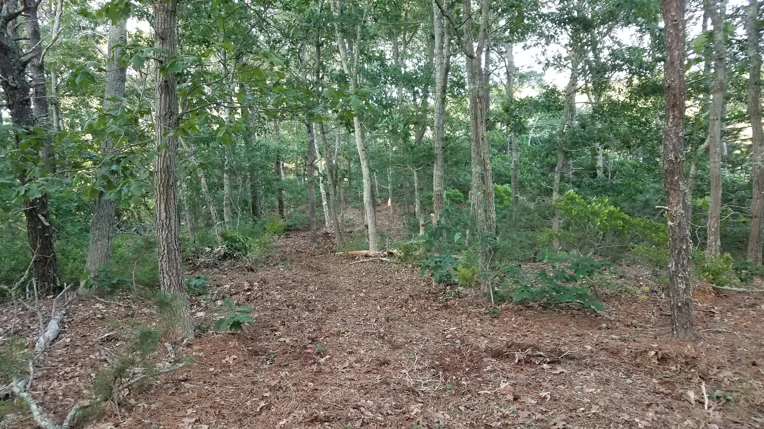20180711_185319.jpg