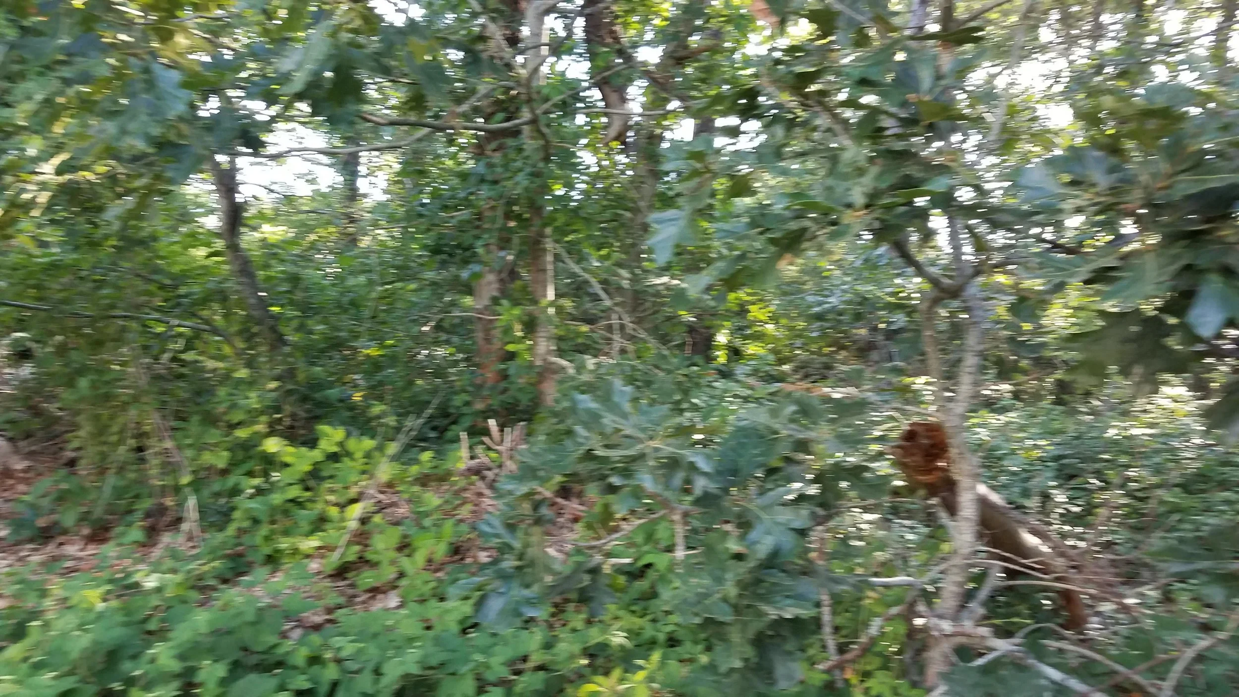 20180712_073842.jpg