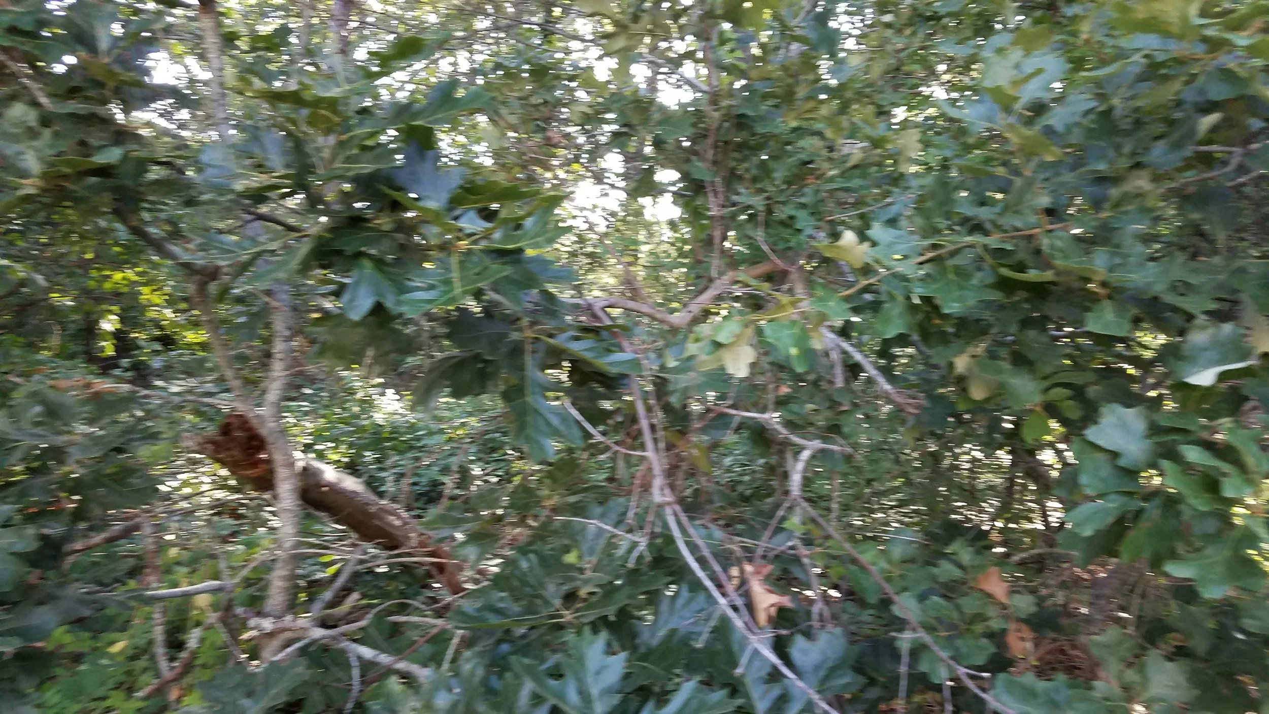 20180712_073843.jpg