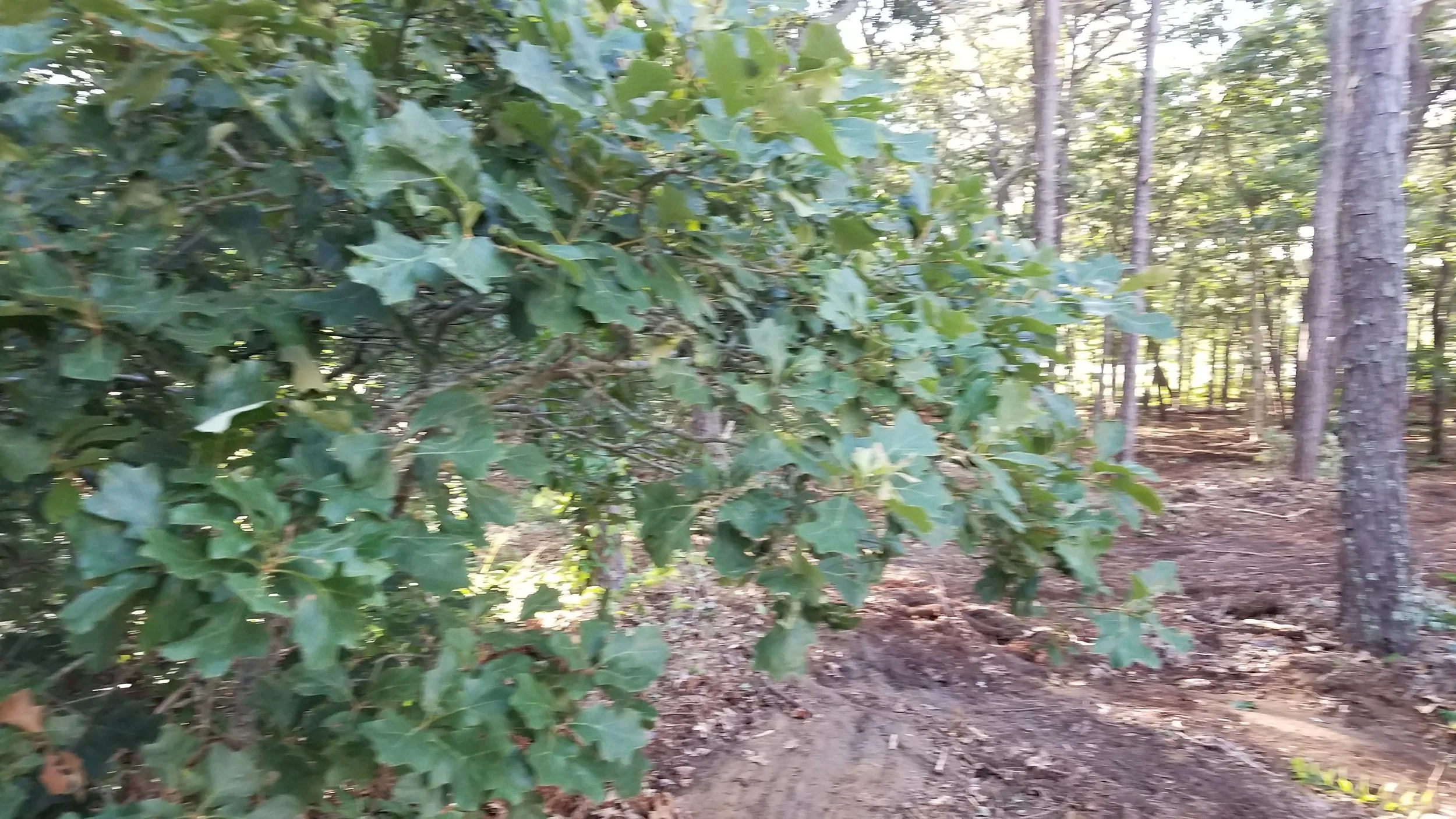 20180712_073844.jpg