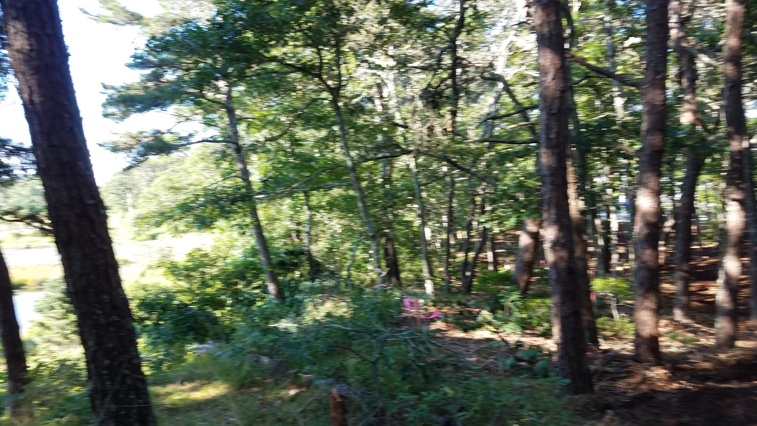 20180712_074035(0).jpg