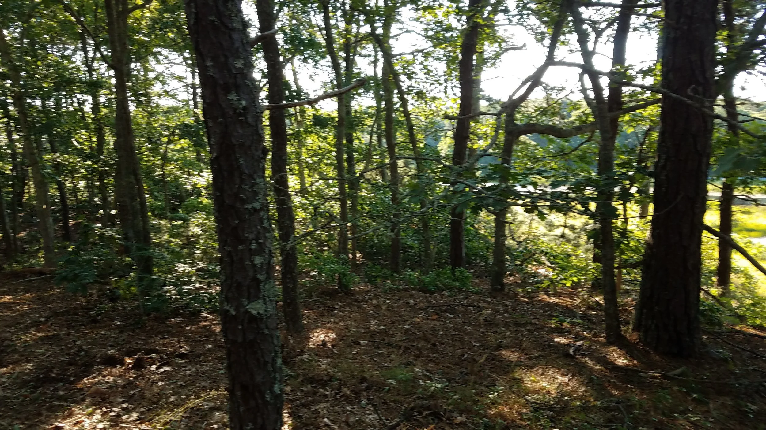 20180712_074038(0).jpg
