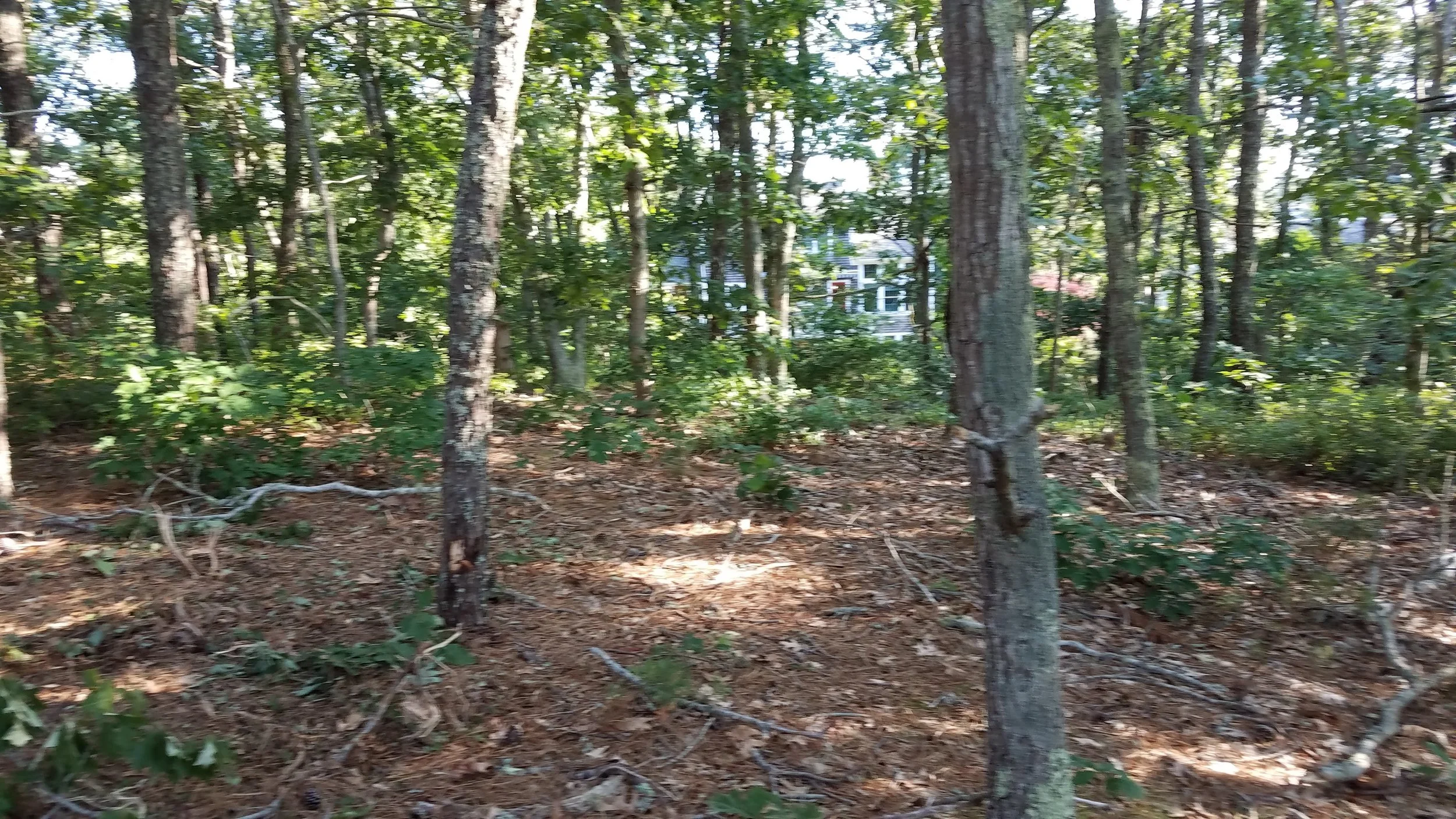 20180712_074040.jpg